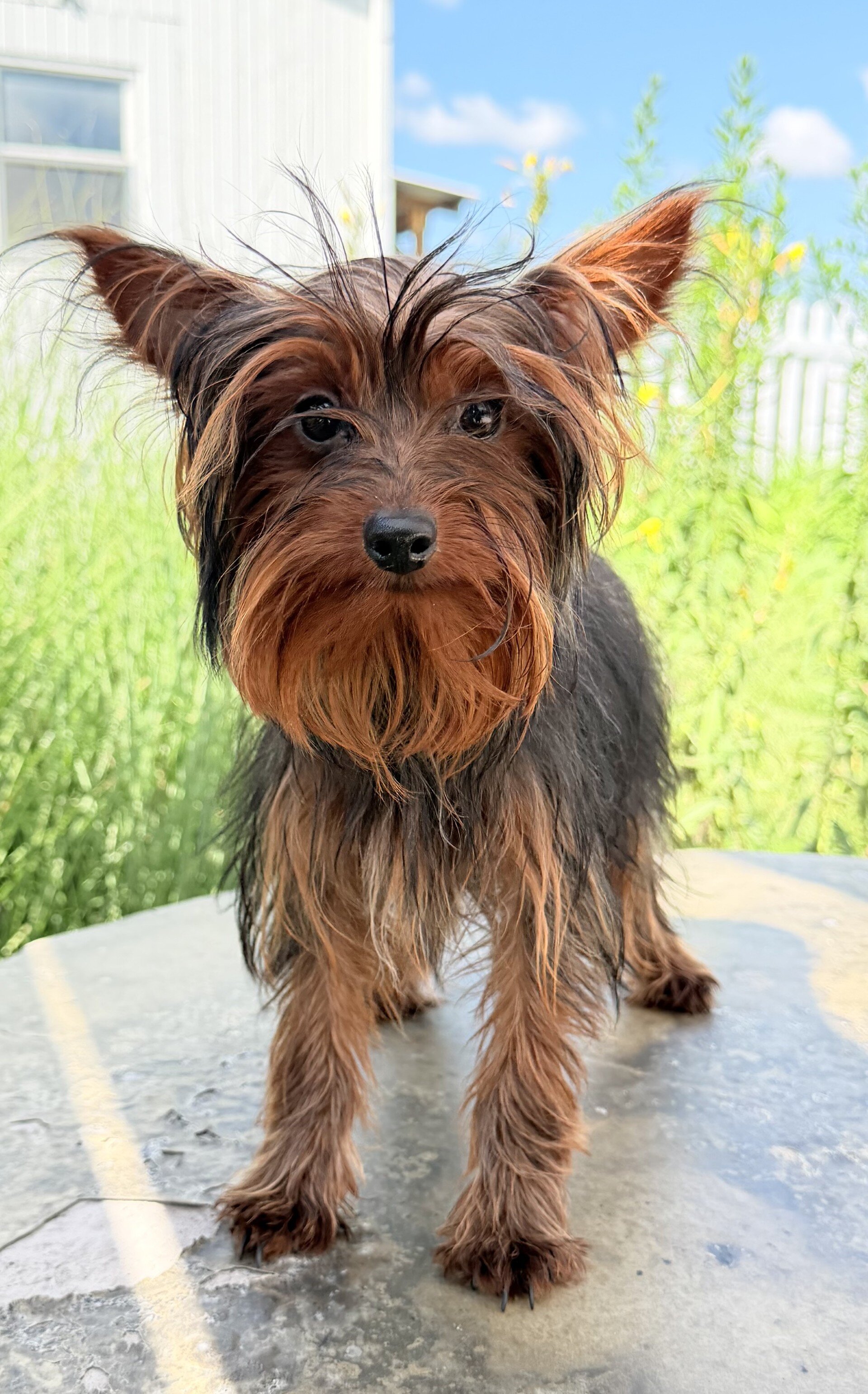 Dakota Male Yorkshire Terrier image 2