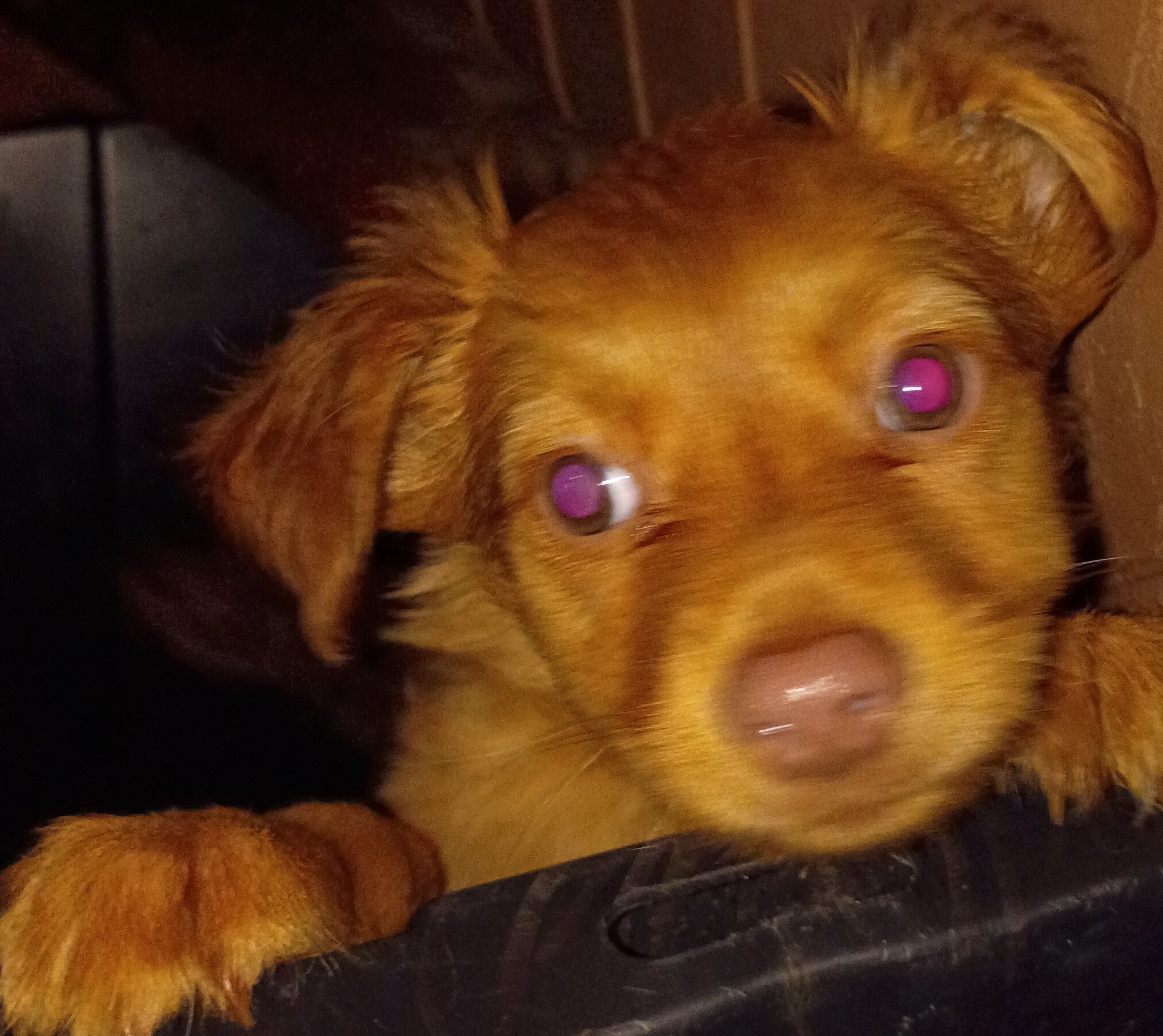 Puppy image 1