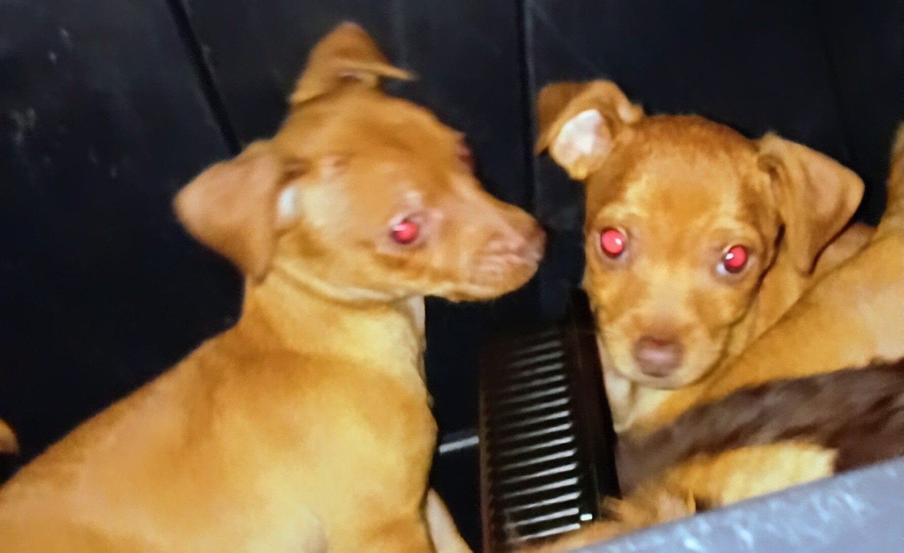 Puppy image 2