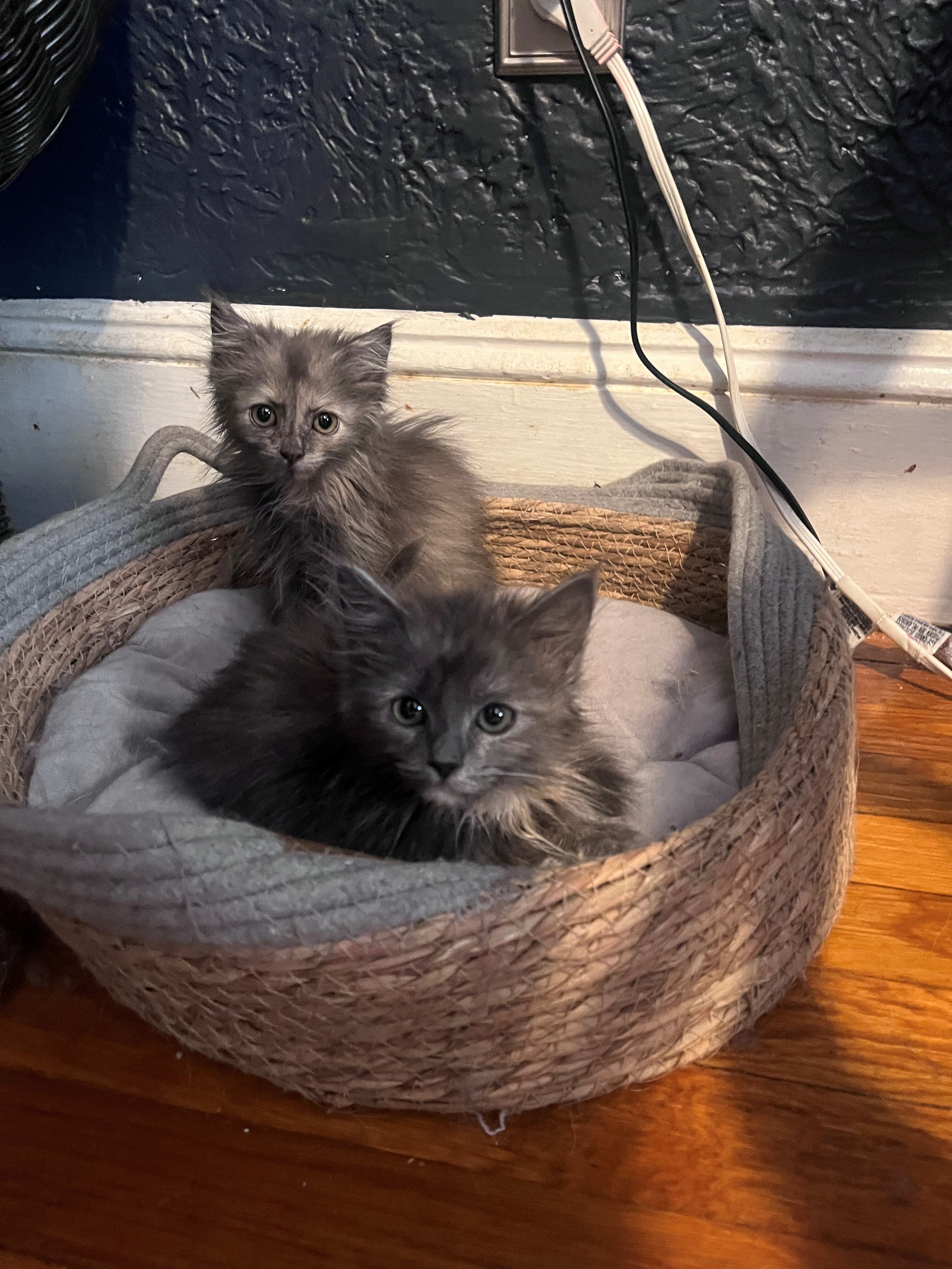two  kittens image 2