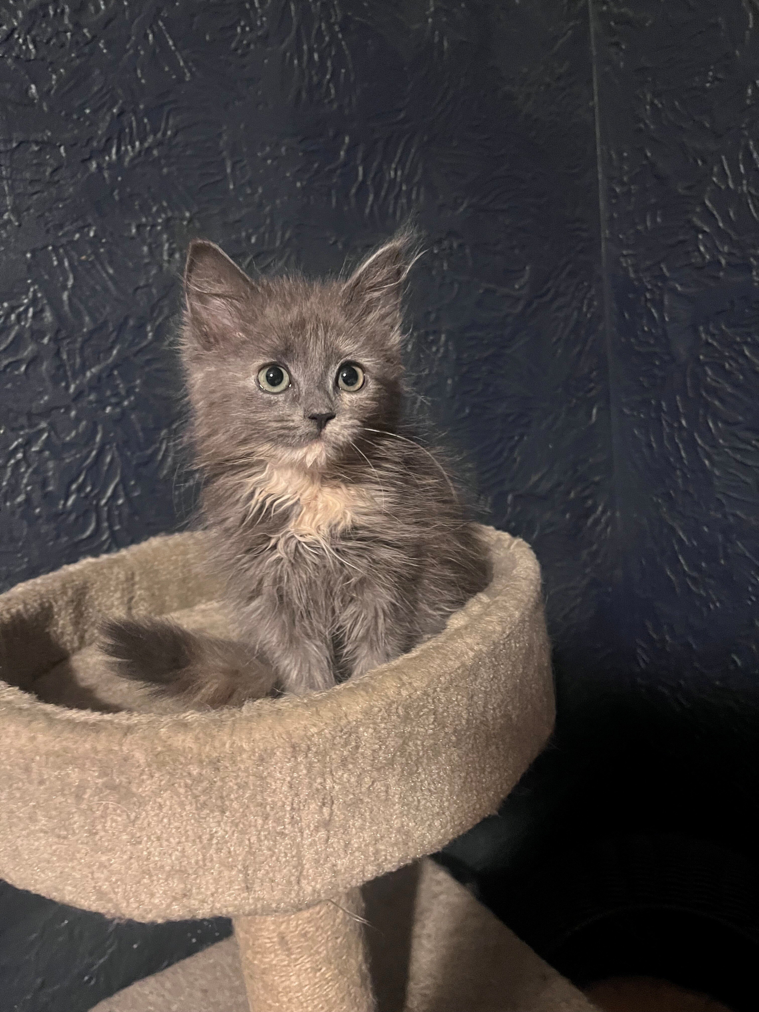 two  kittens image 1
