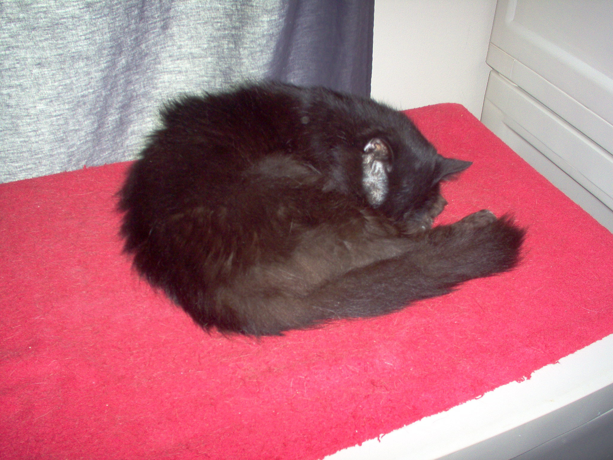 Cat, young female two to three years old. image 3