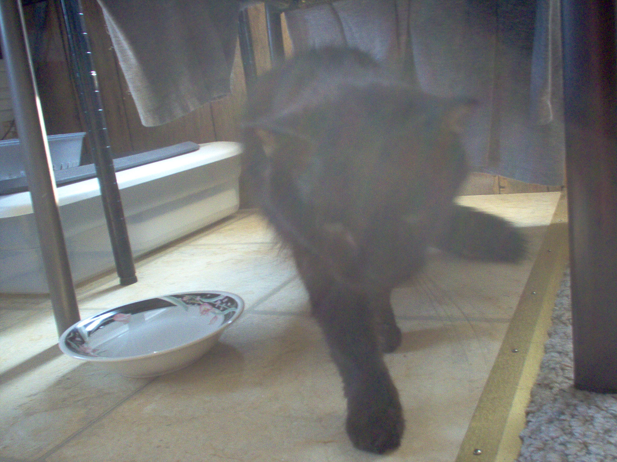 Cat, young female two to three years old. image 1