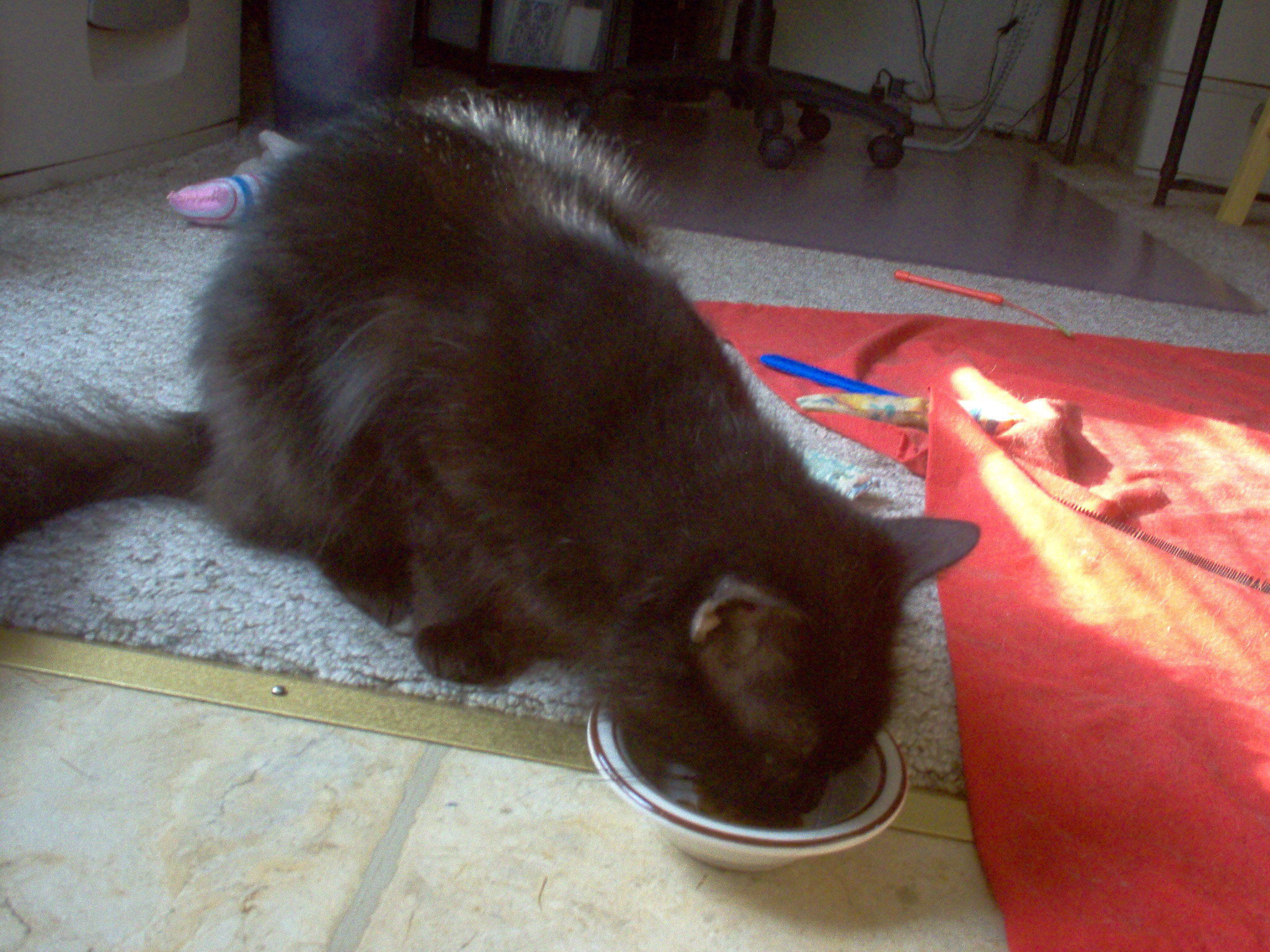 Cat, young female two to three years old. image 2