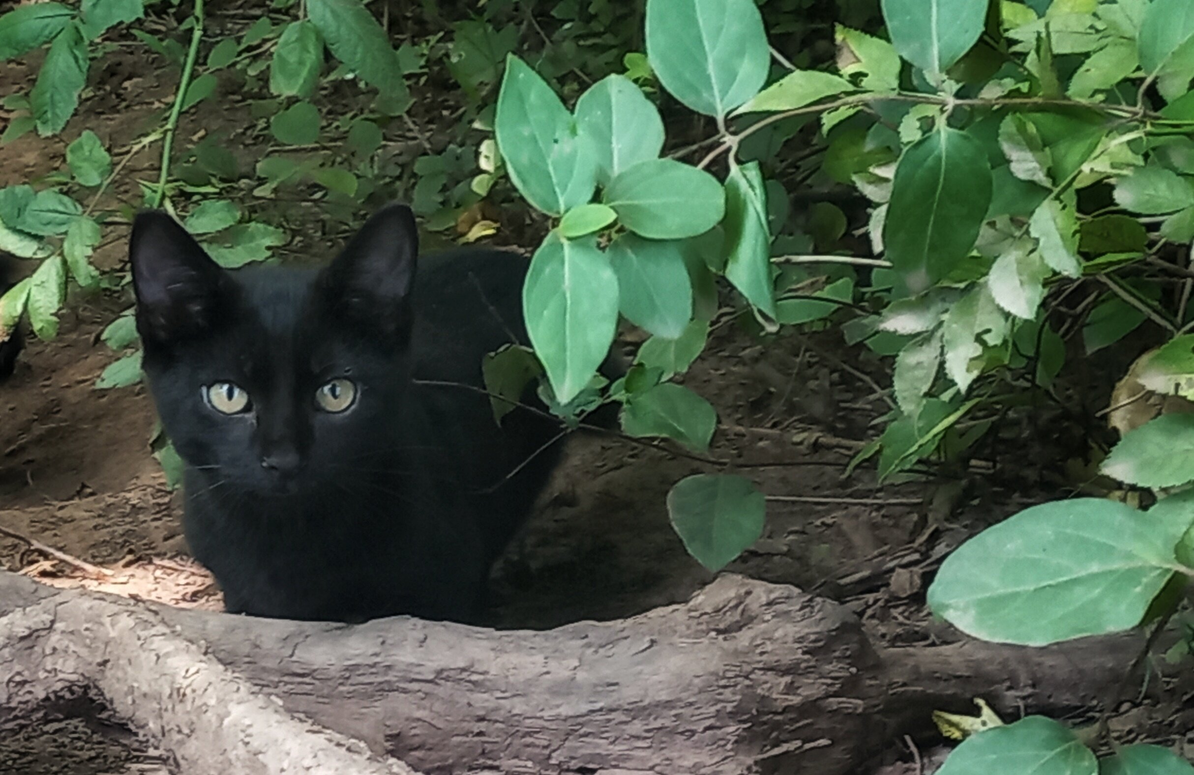 Kitten image 1