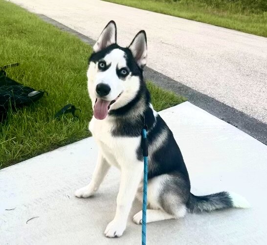 Siberian Husky image 1