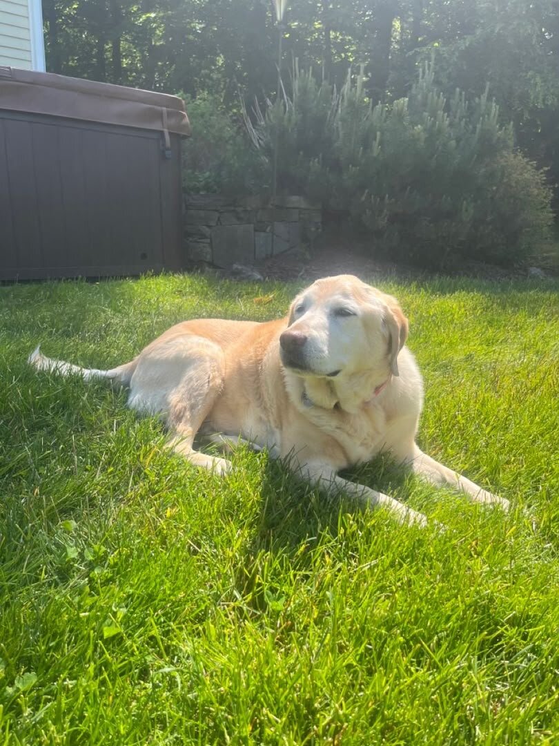 Labrador Retriever image 3