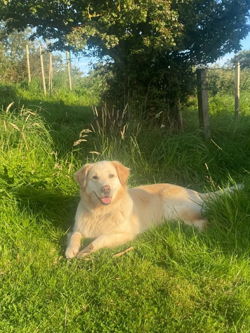 Labrador Retriever image 2