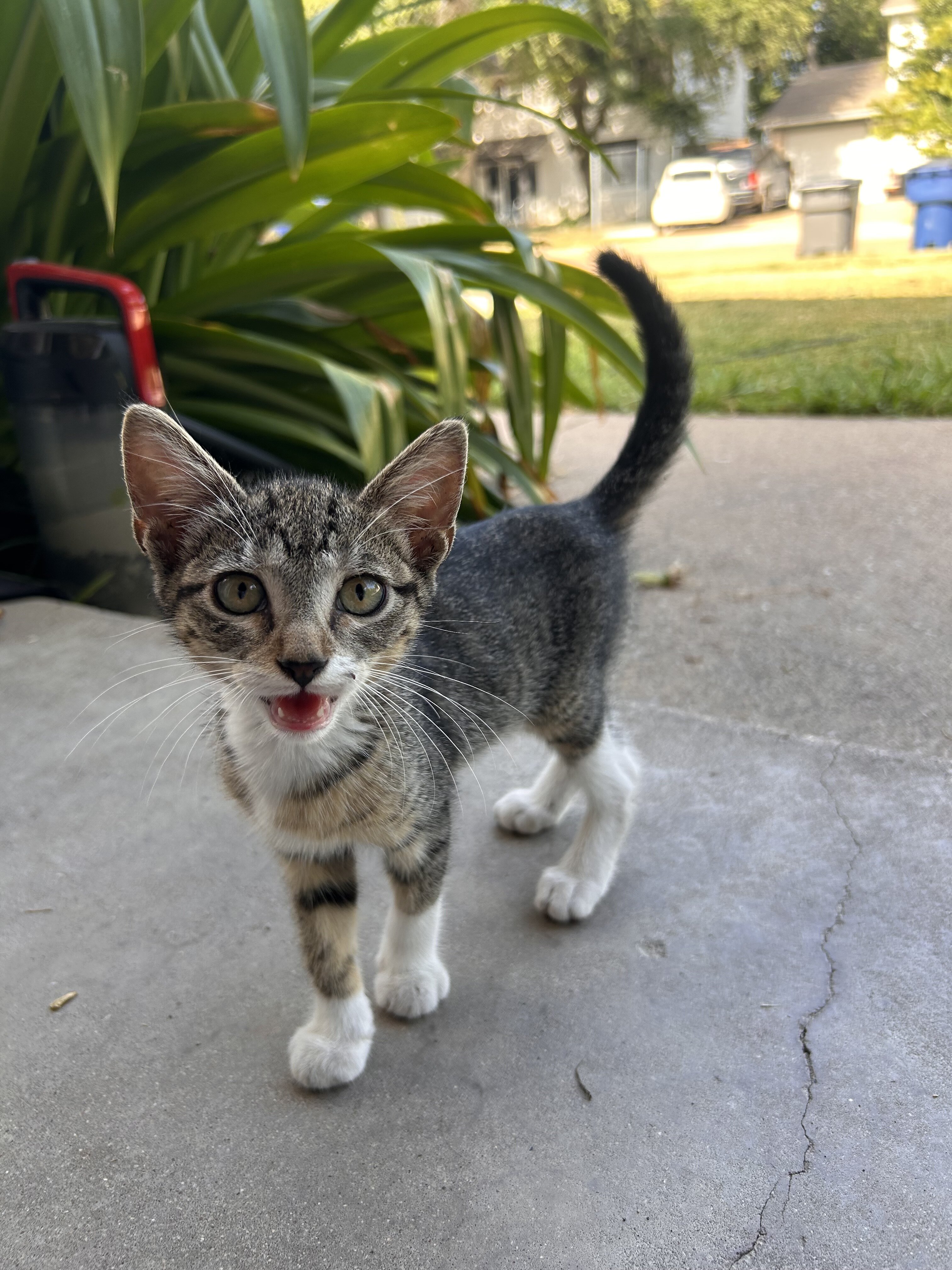 baby kitties looking for new home image 1