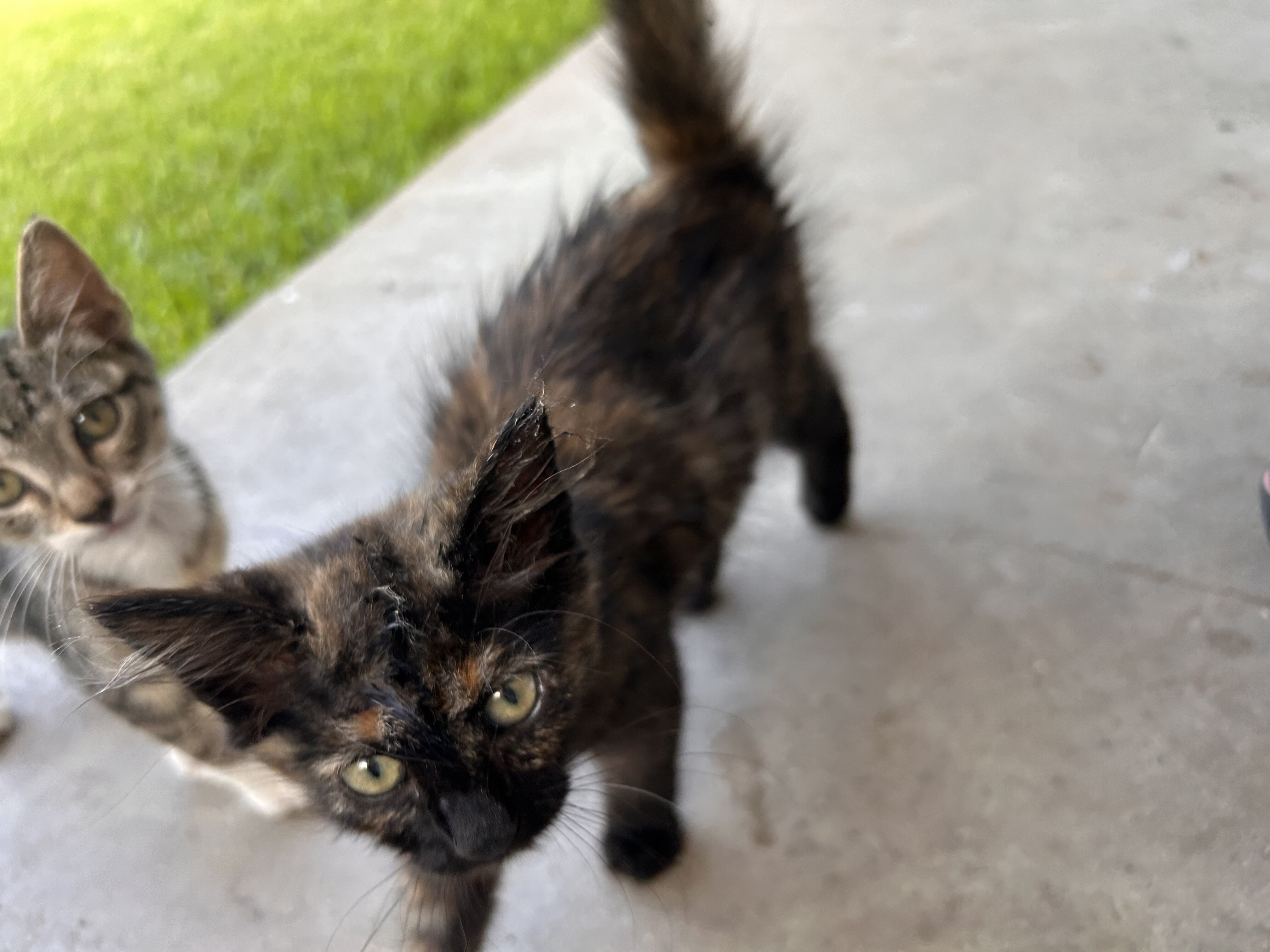 baby kitties looking for new home image 2
