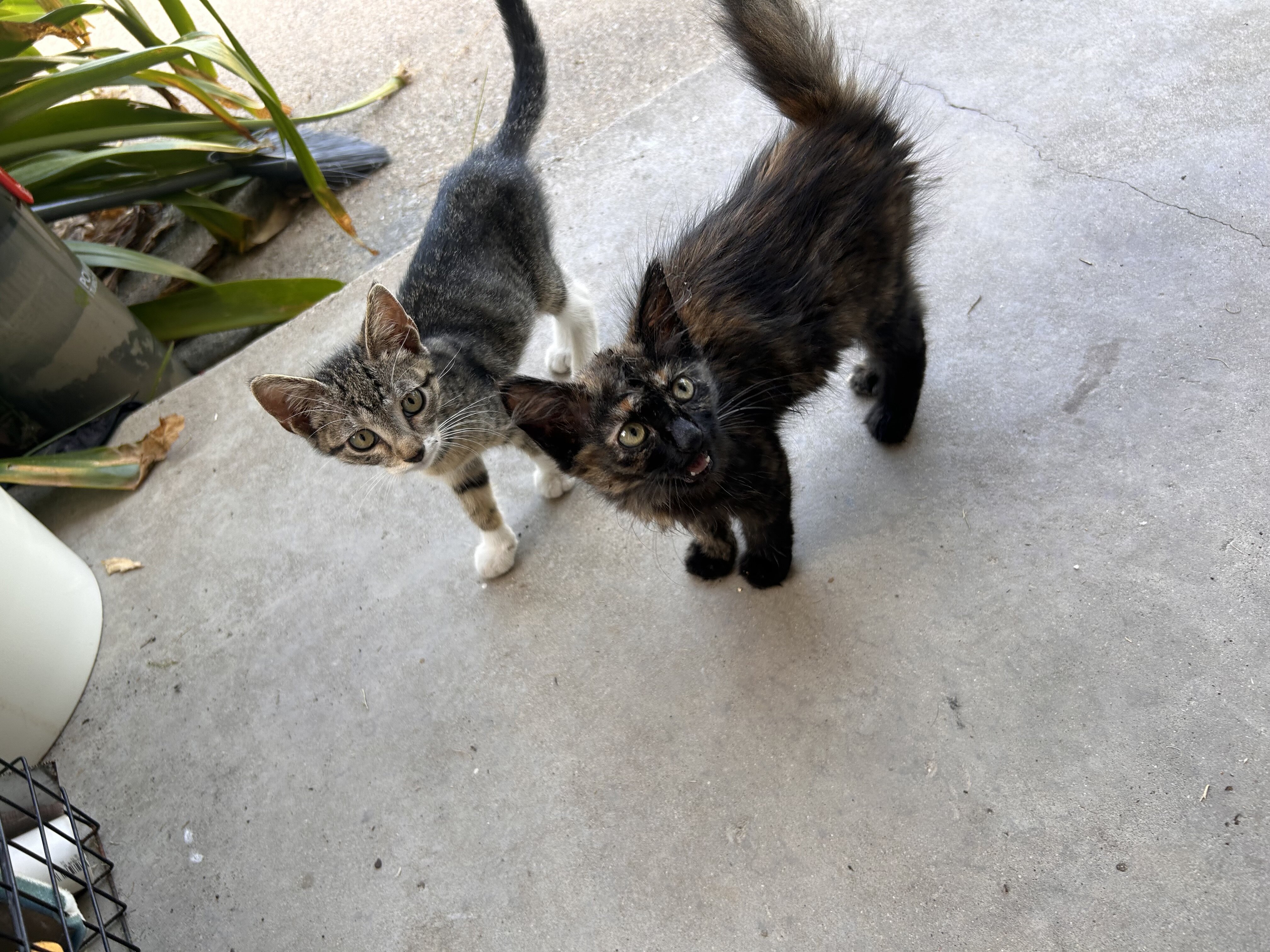 baby kitties looking for new home image 3