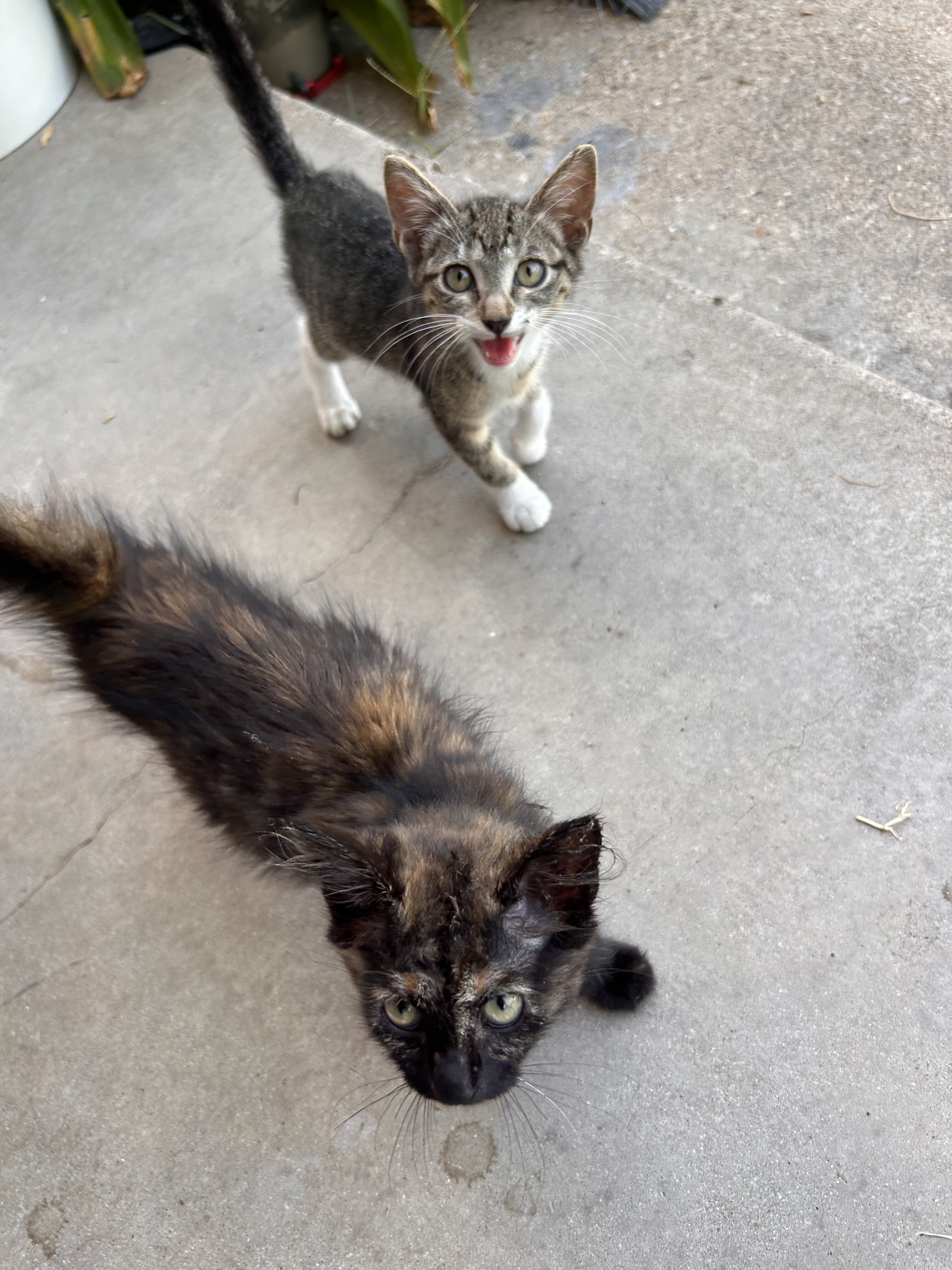 baby kitties looking for new home image 4