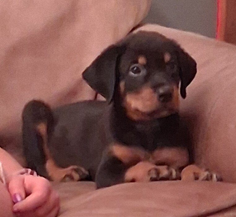 Rottweiler puppies image 1
