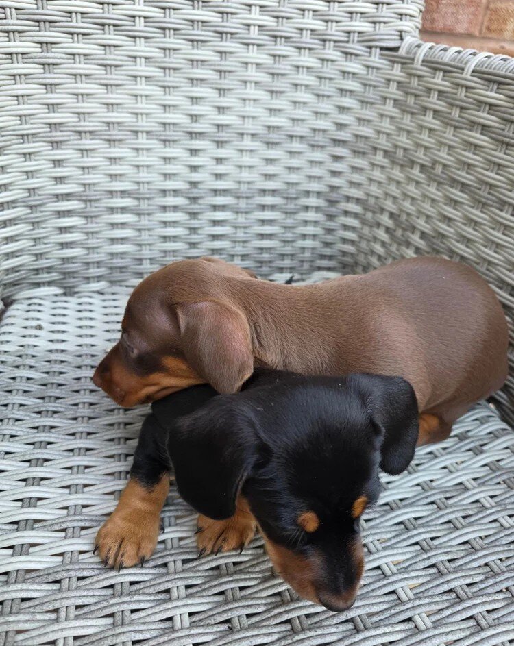 Two beautiful female Miniature Dachshund image 1
