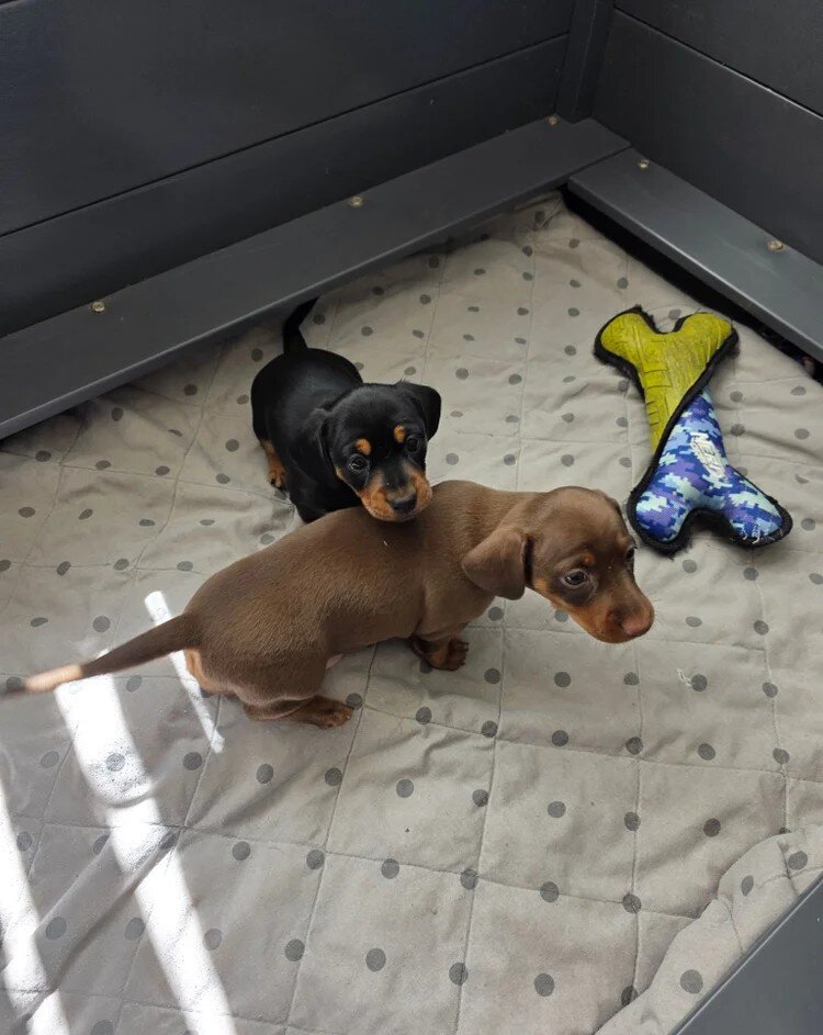 Two beautiful female Miniature Dachshund image 2