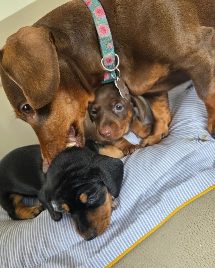Two beautiful female Miniature Dachshund image 3