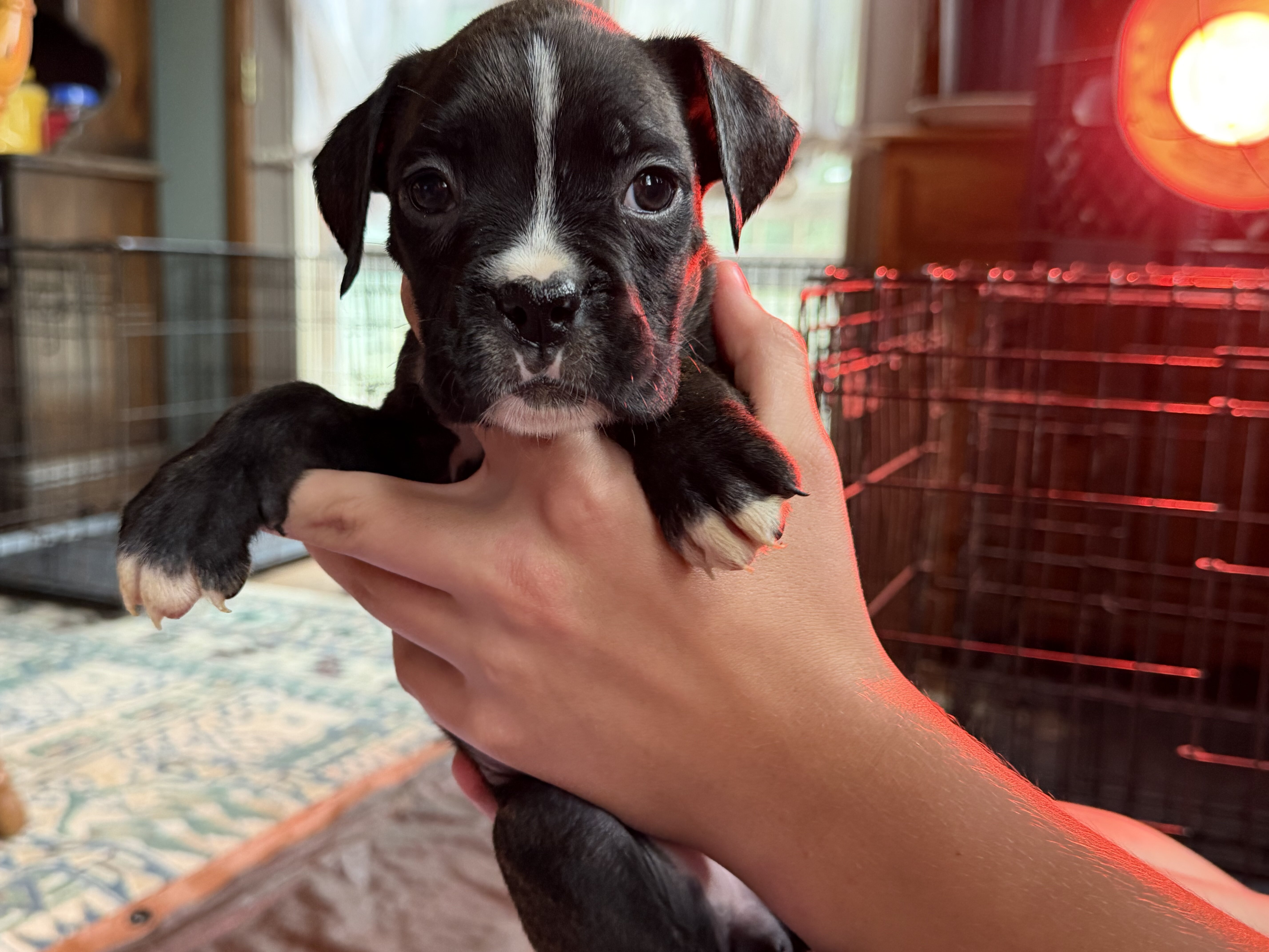 Boxer Puppies image 2
