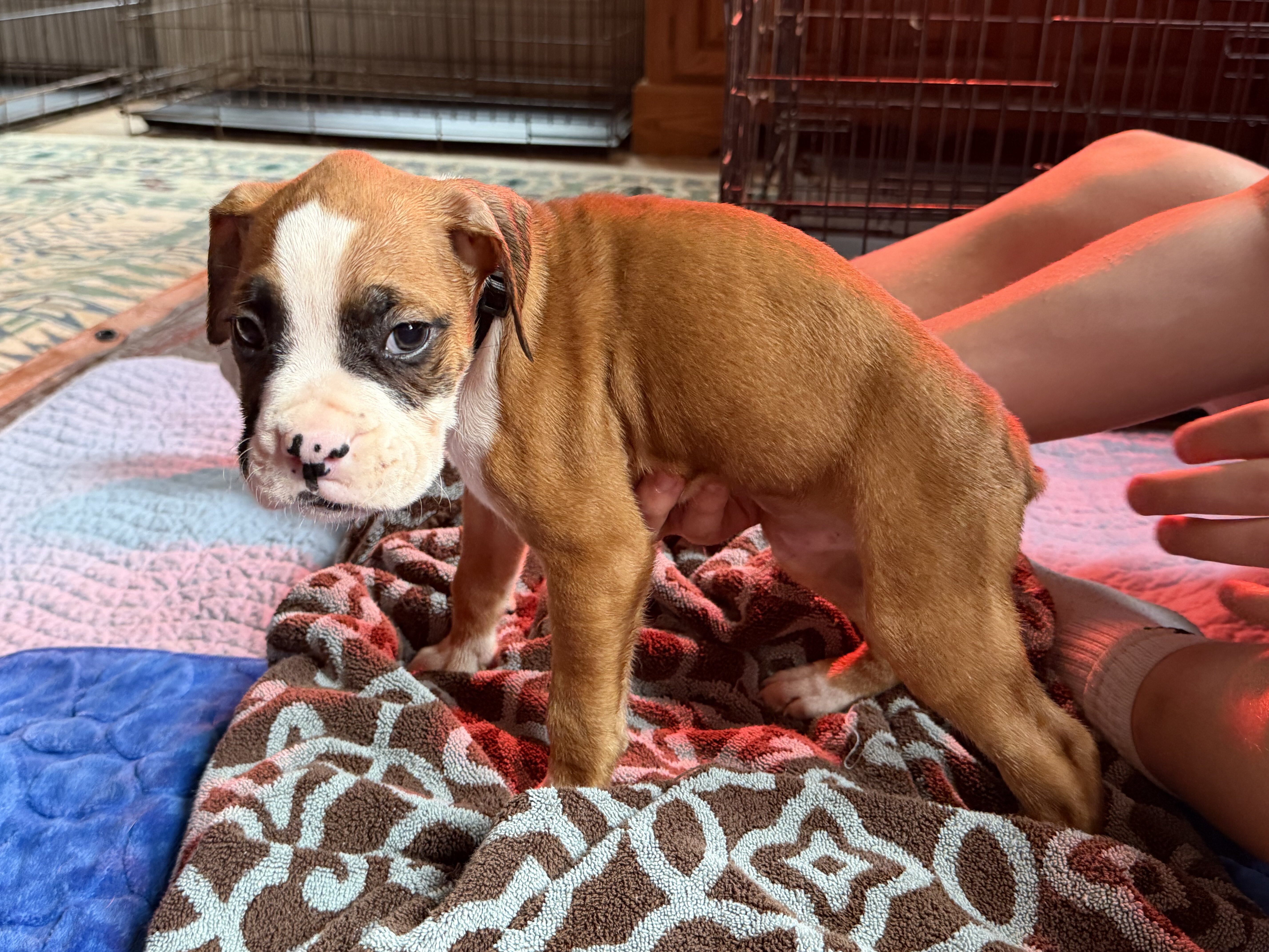 Boxer Puppies image 1