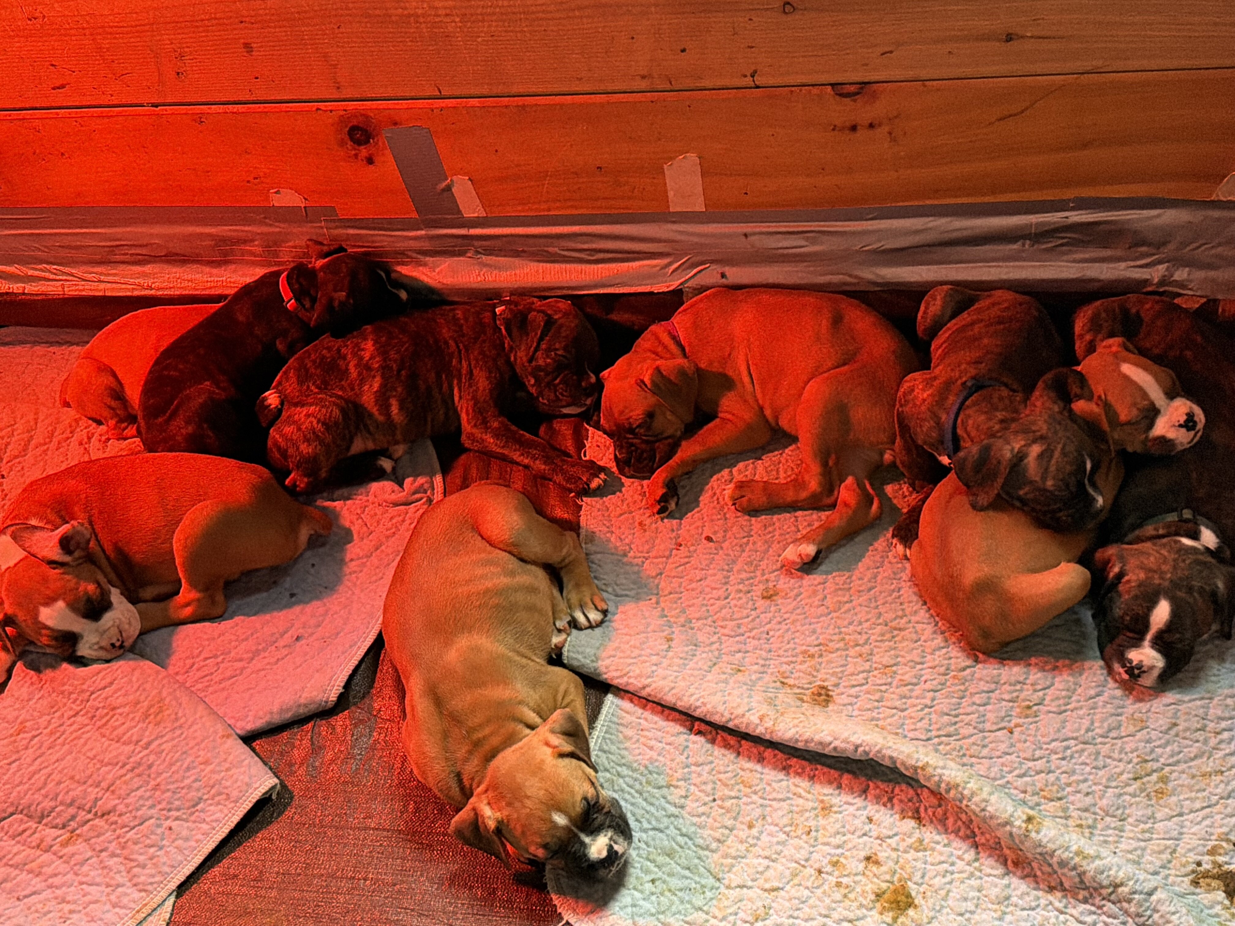 Boxer Puppies image 3