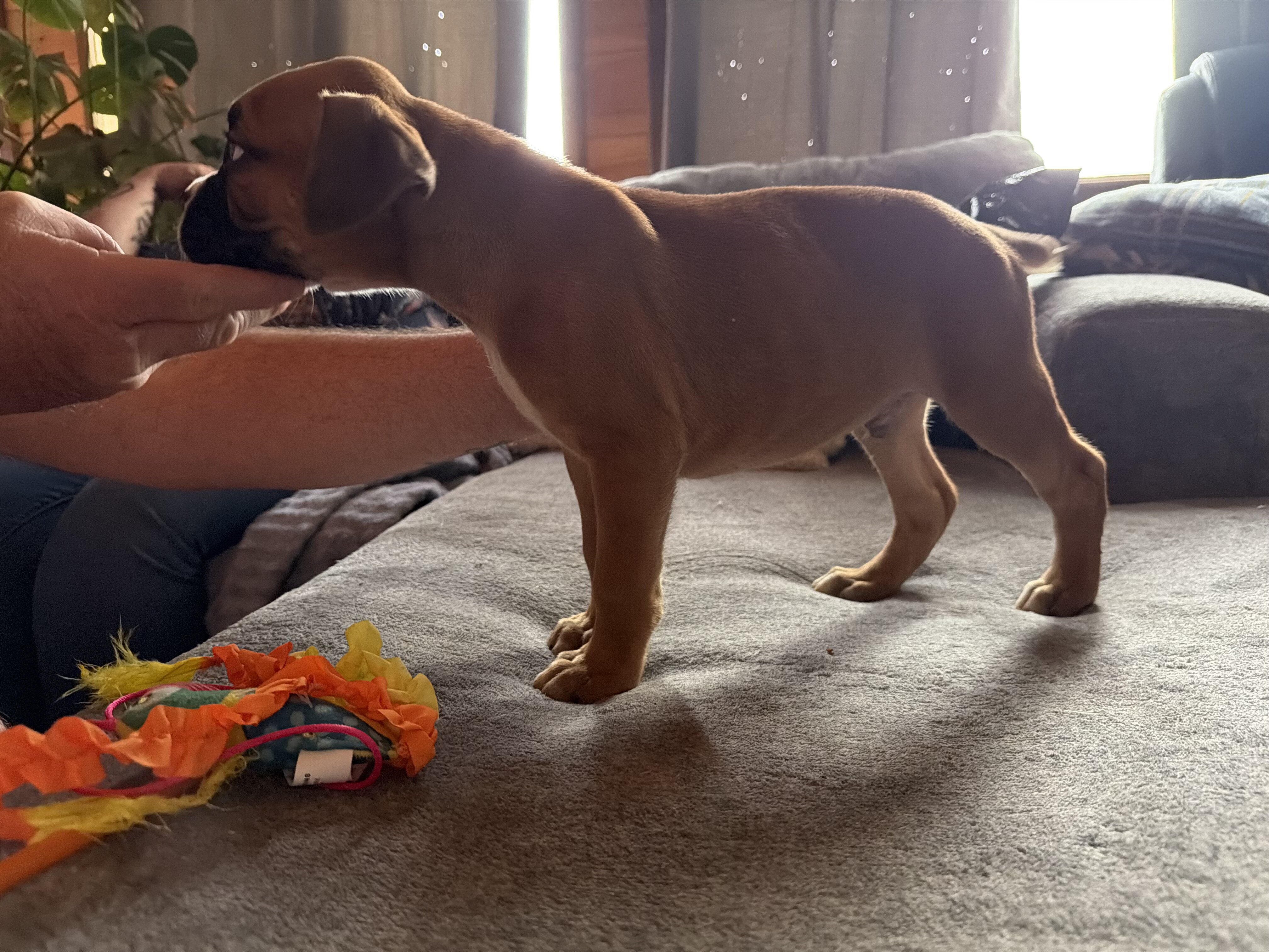 Boxer Puppies image 4
