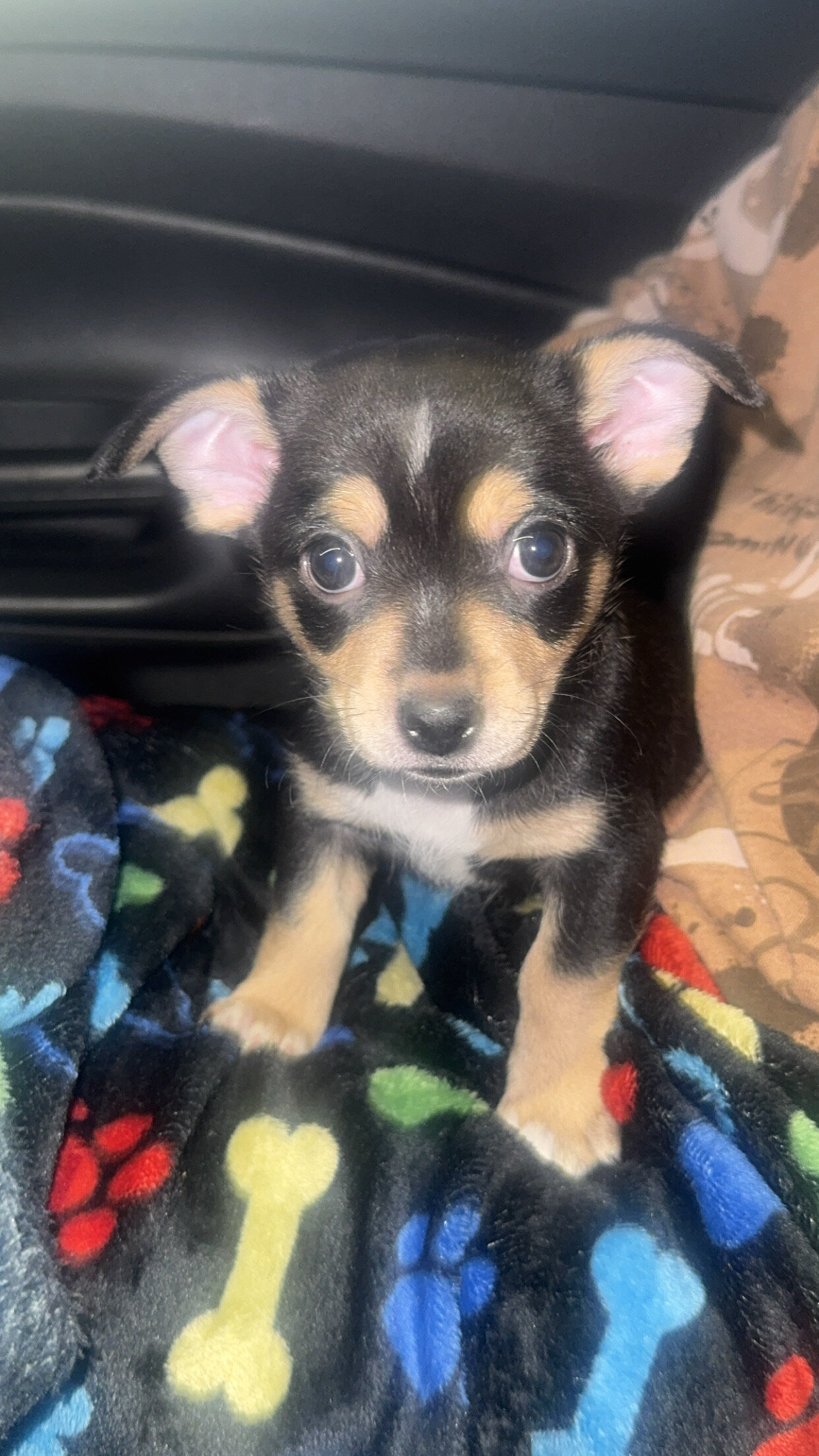 Dog image 2