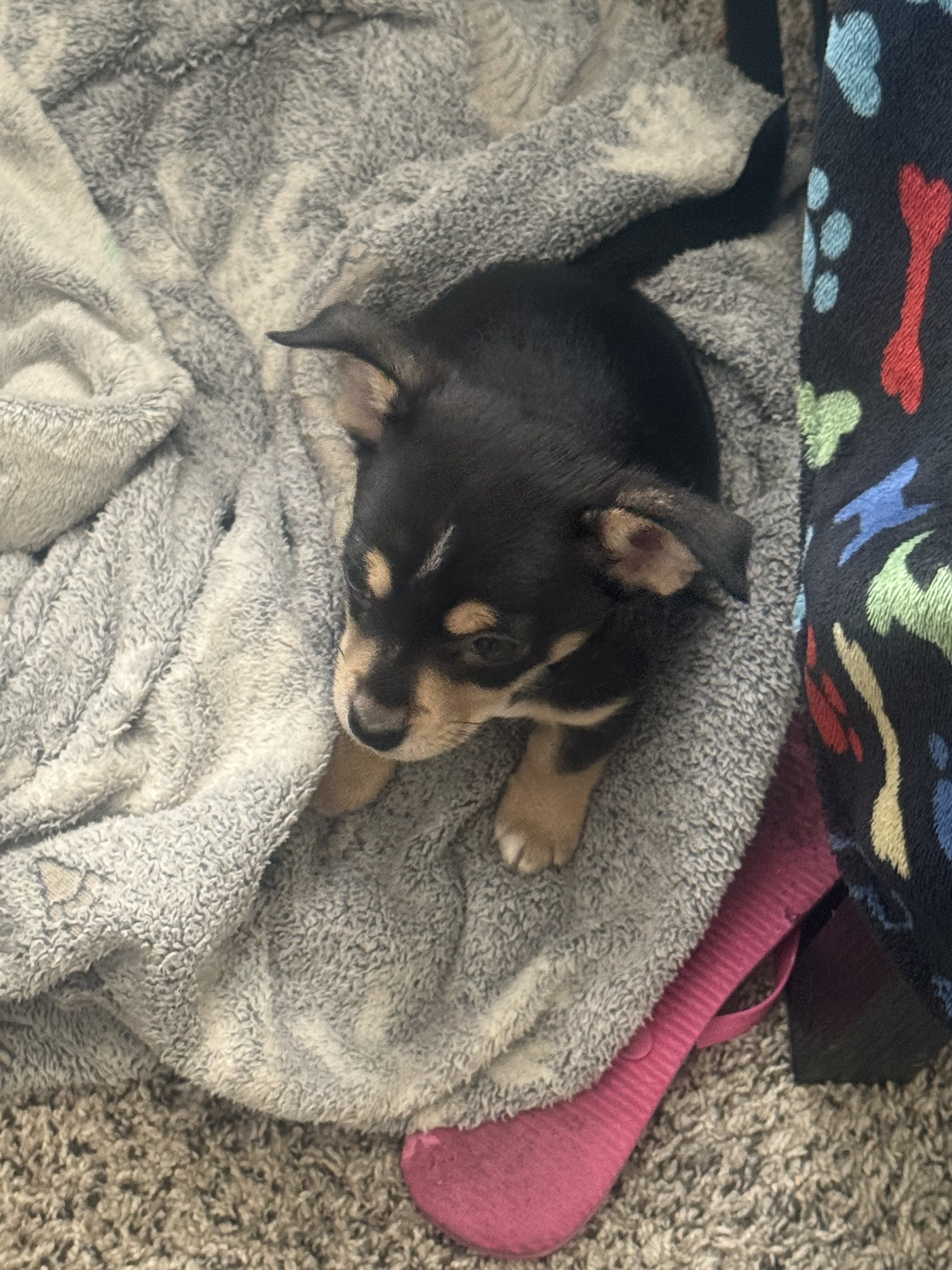 Dog image 1
