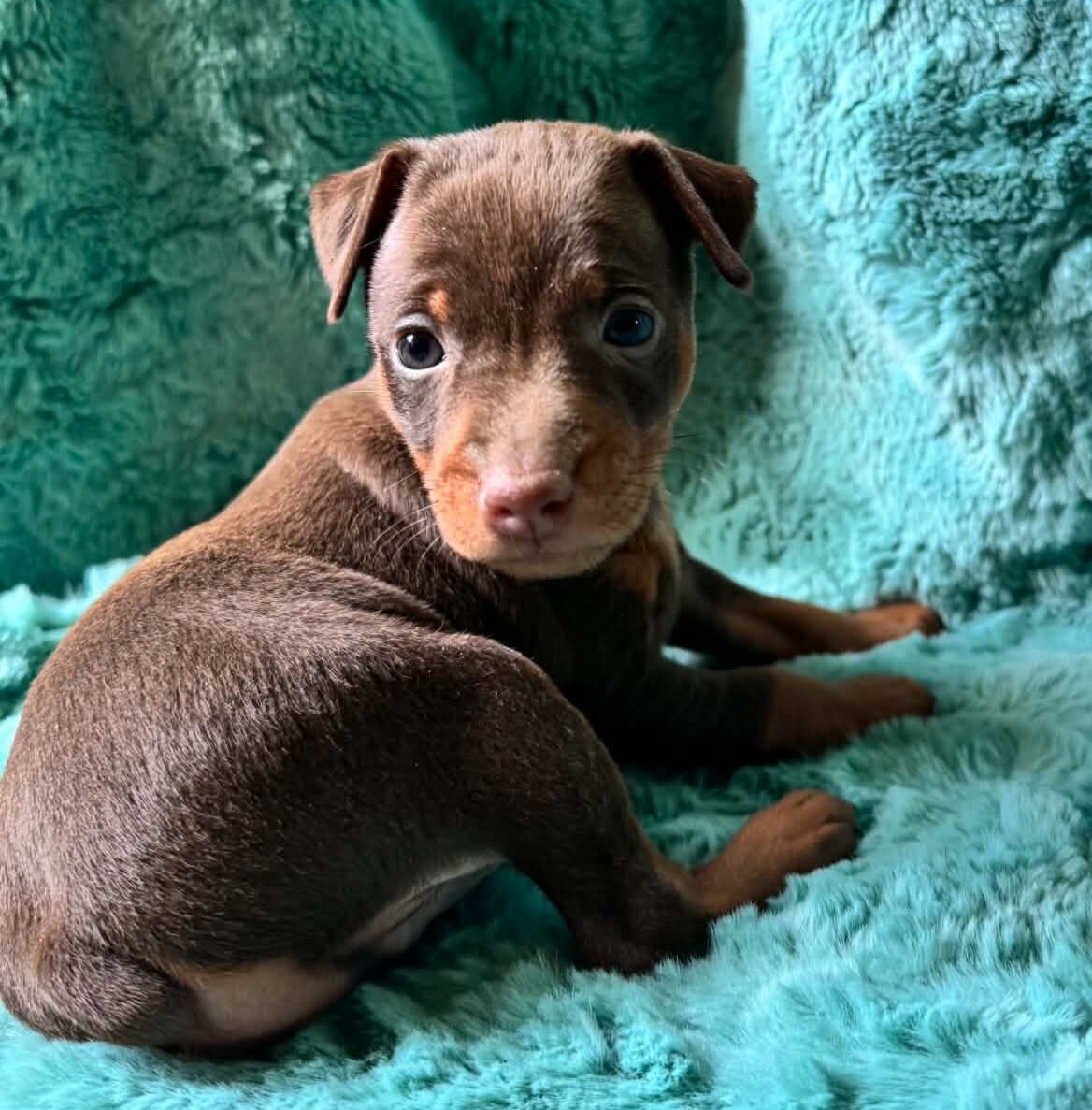 AKC Miniature Pinscher Puppy image 2