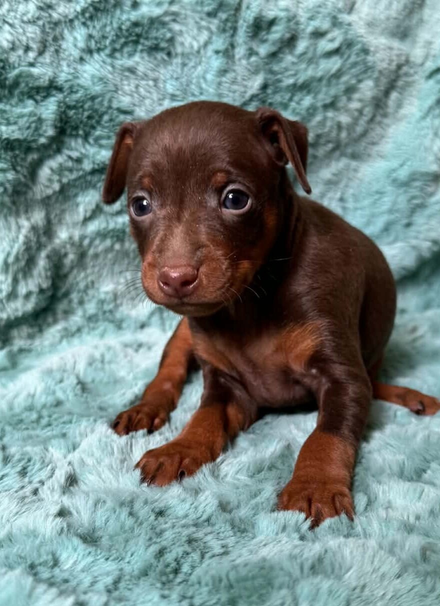 AKC Miniature Pinscher Puppy image 1