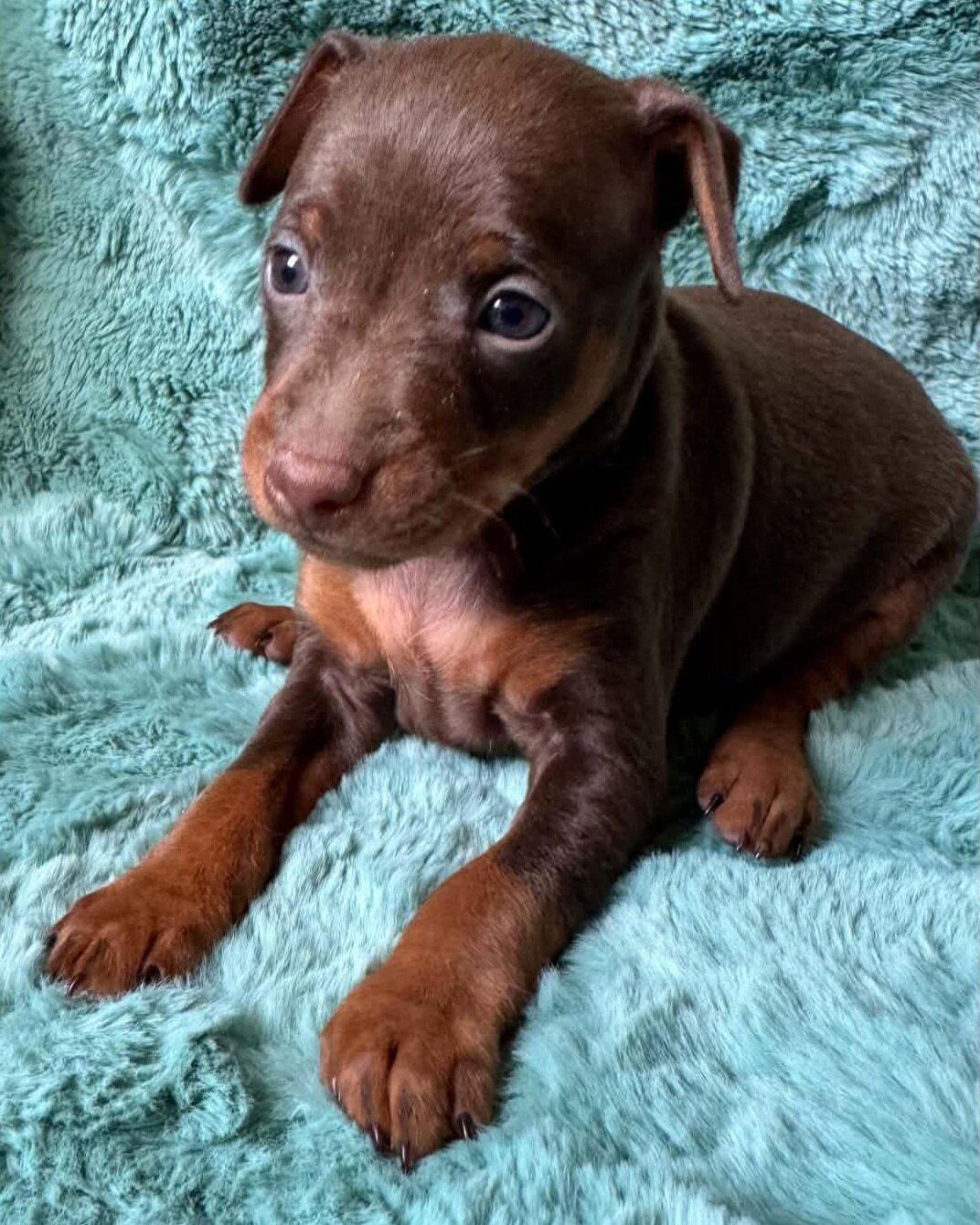 AKC Miniature Pinscher Puppy image 3