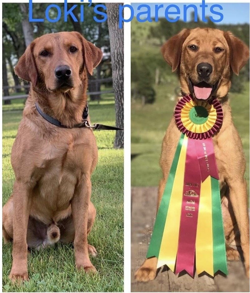 AKC Labrador Retriever image 4