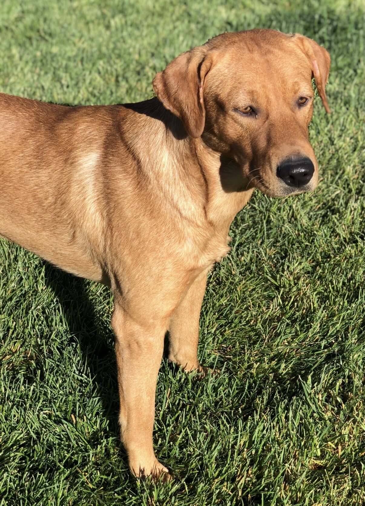 AKC Labrador Retriever image 3