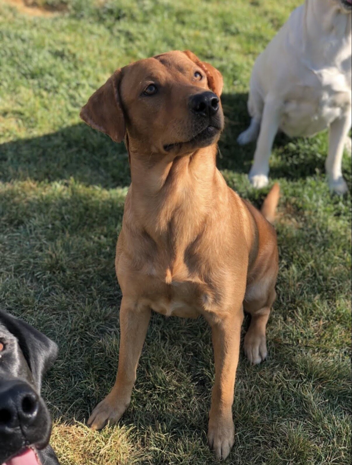 AKC Labrador Retriever image 1