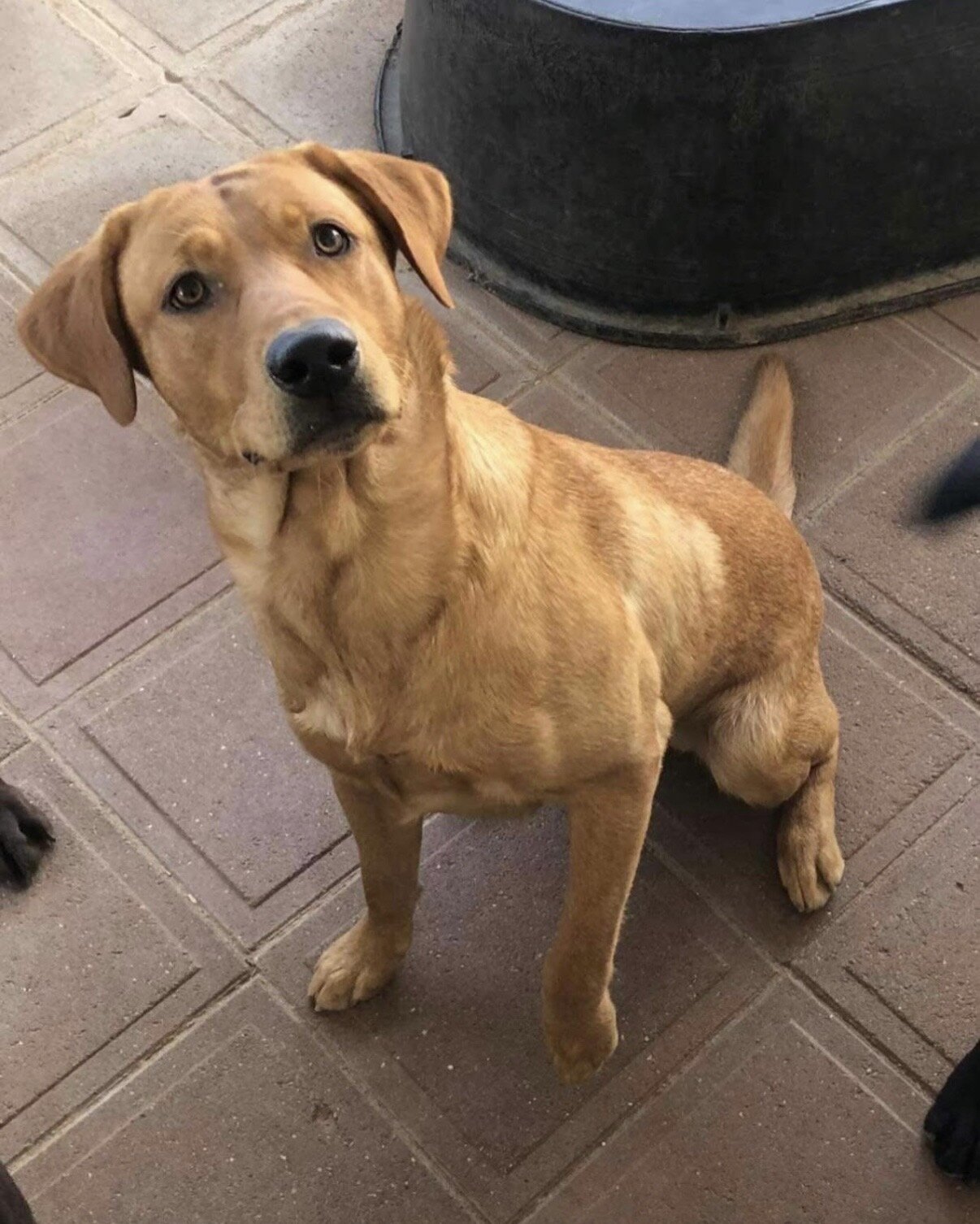 AKC Labrador Retriever image 2