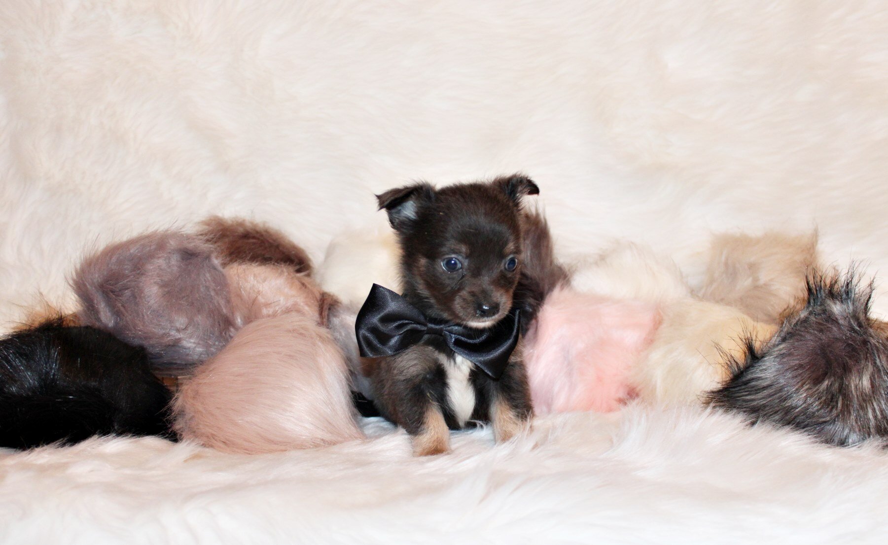 Blue - Gorgeous L/C Pup with Amazing Personality image 6