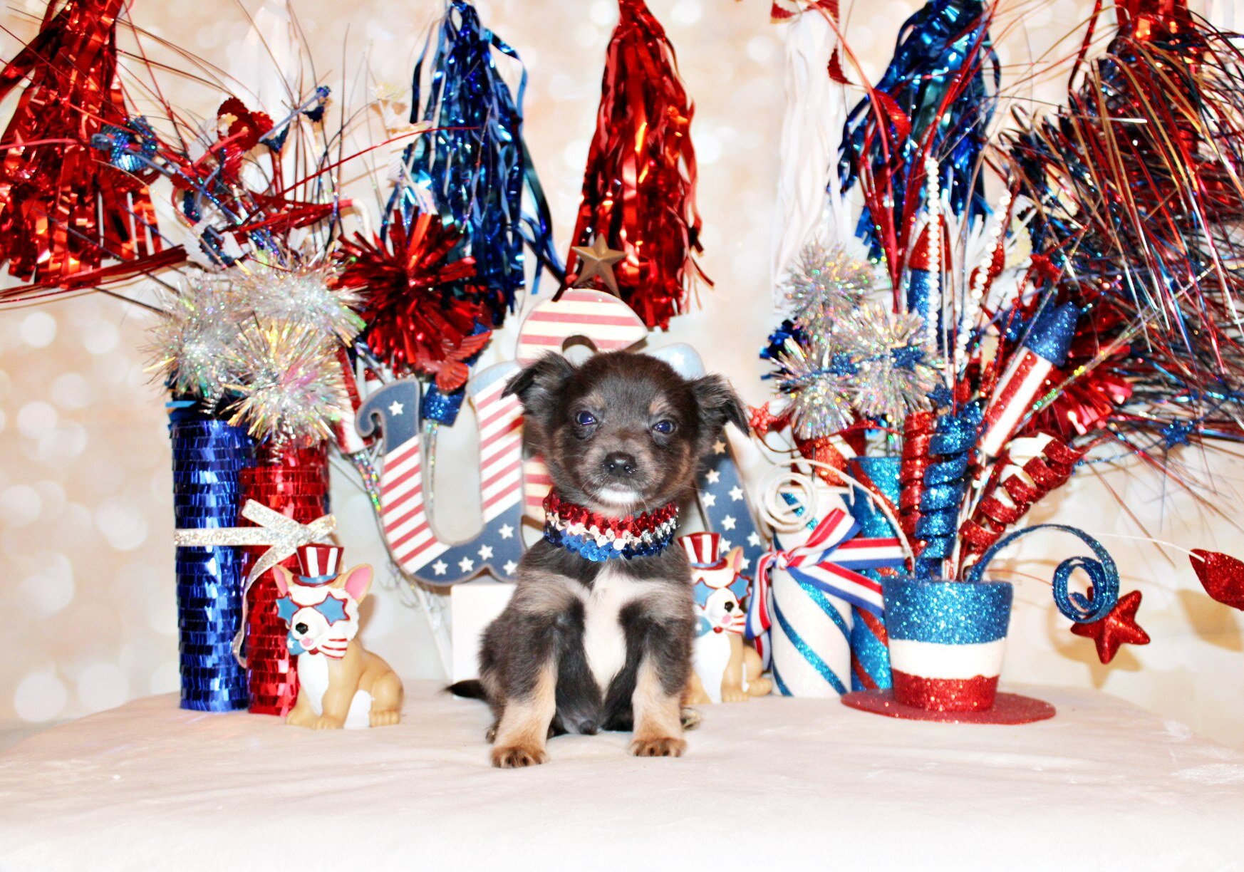 Blue - Gorgeous L/C Pup with Amazing Personality image 5