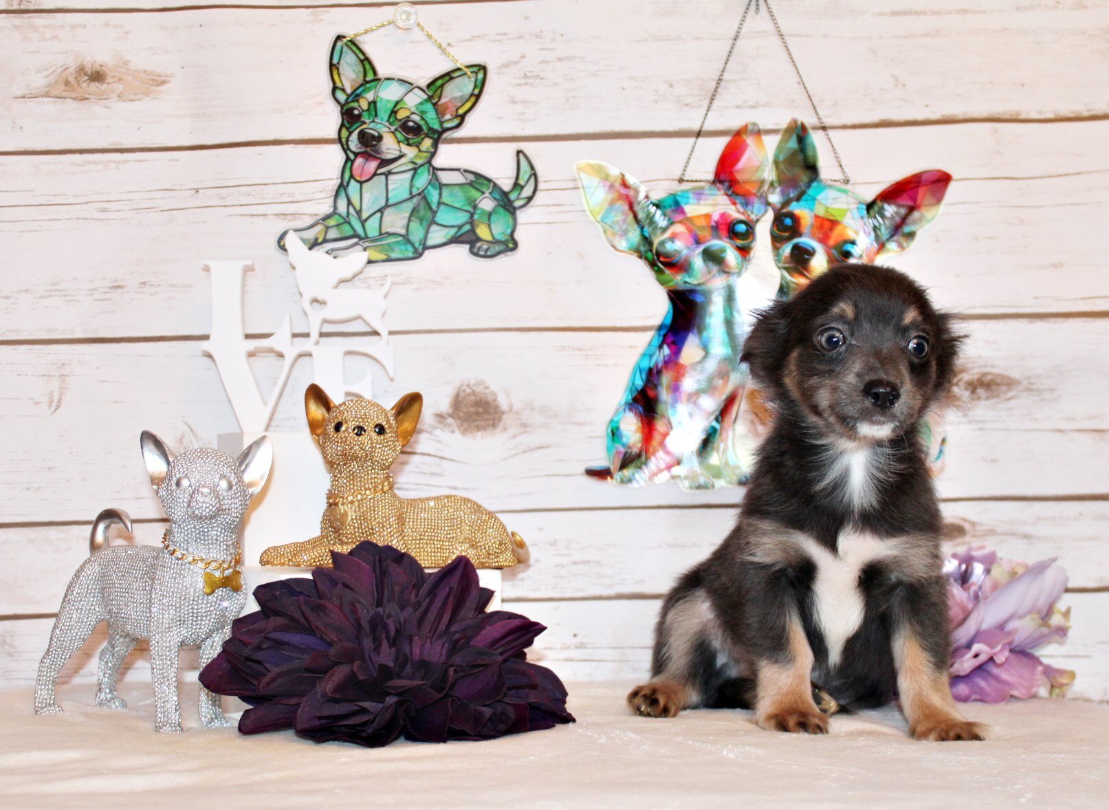 Blue - Gorgeous L/C Pup with Amazing Personality image 4