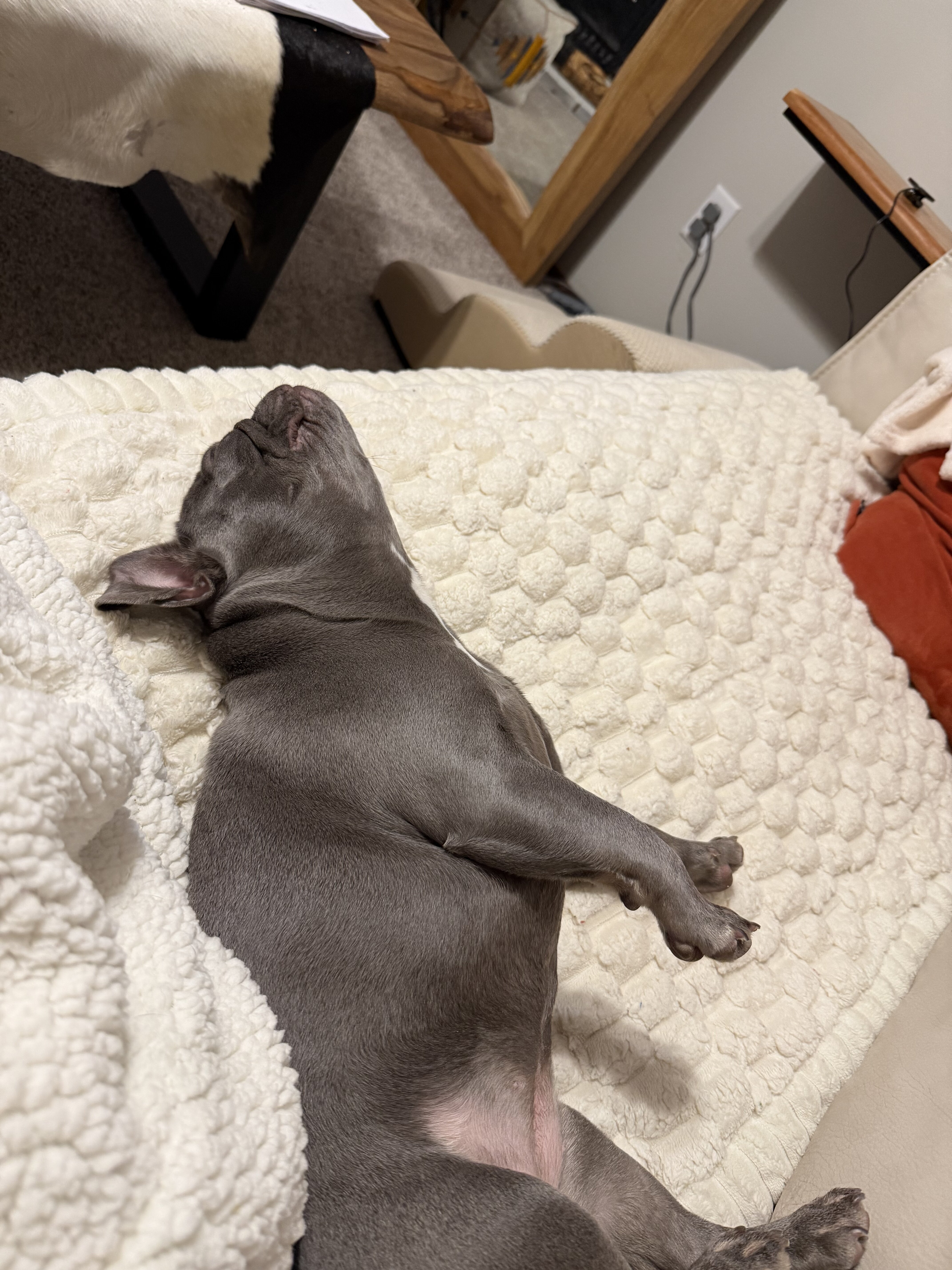 Lilac Female French Bulldog 1 year 5 months image 7