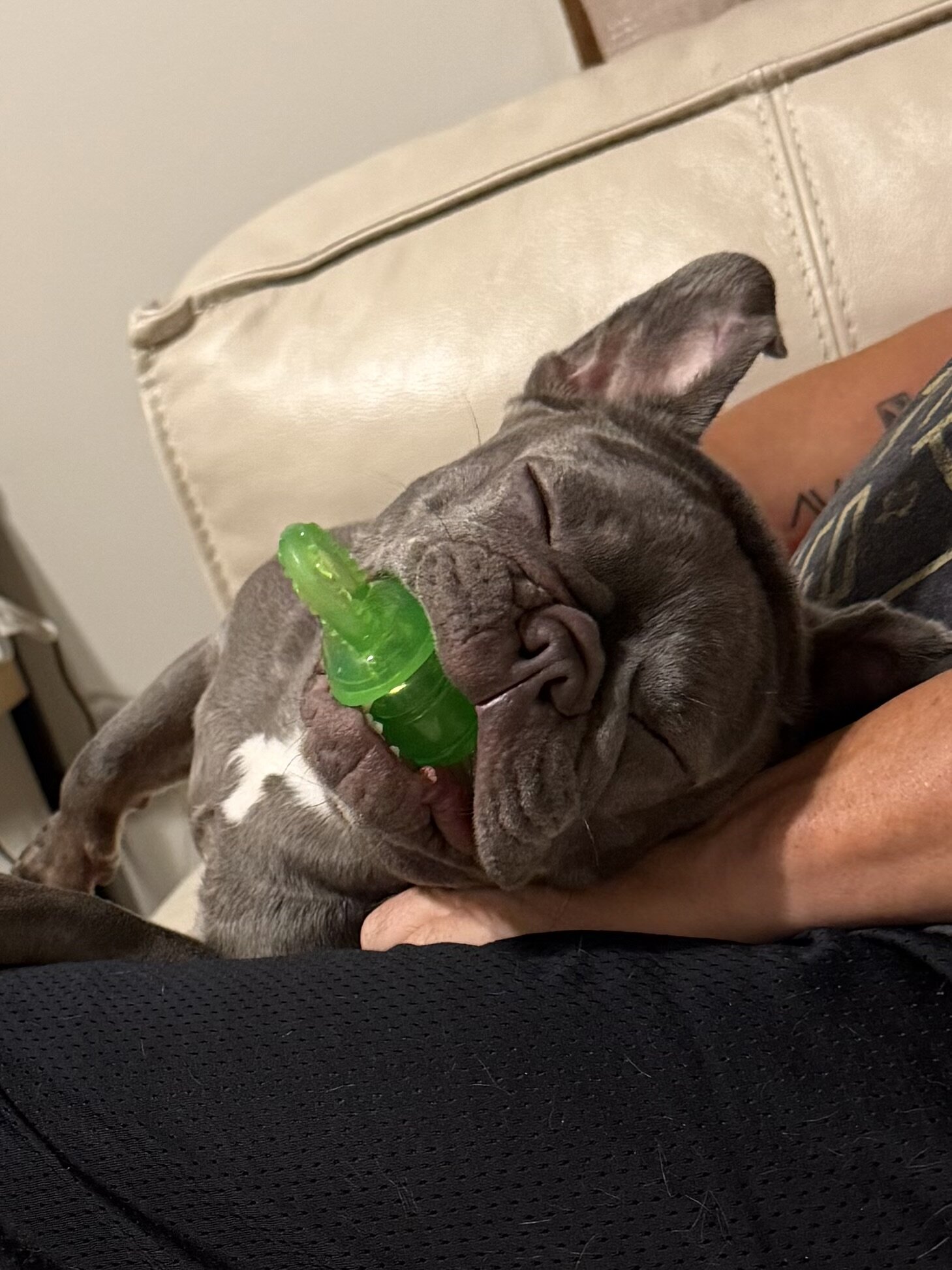 Lilac Female French Bulldog 1 year 5 months image 6