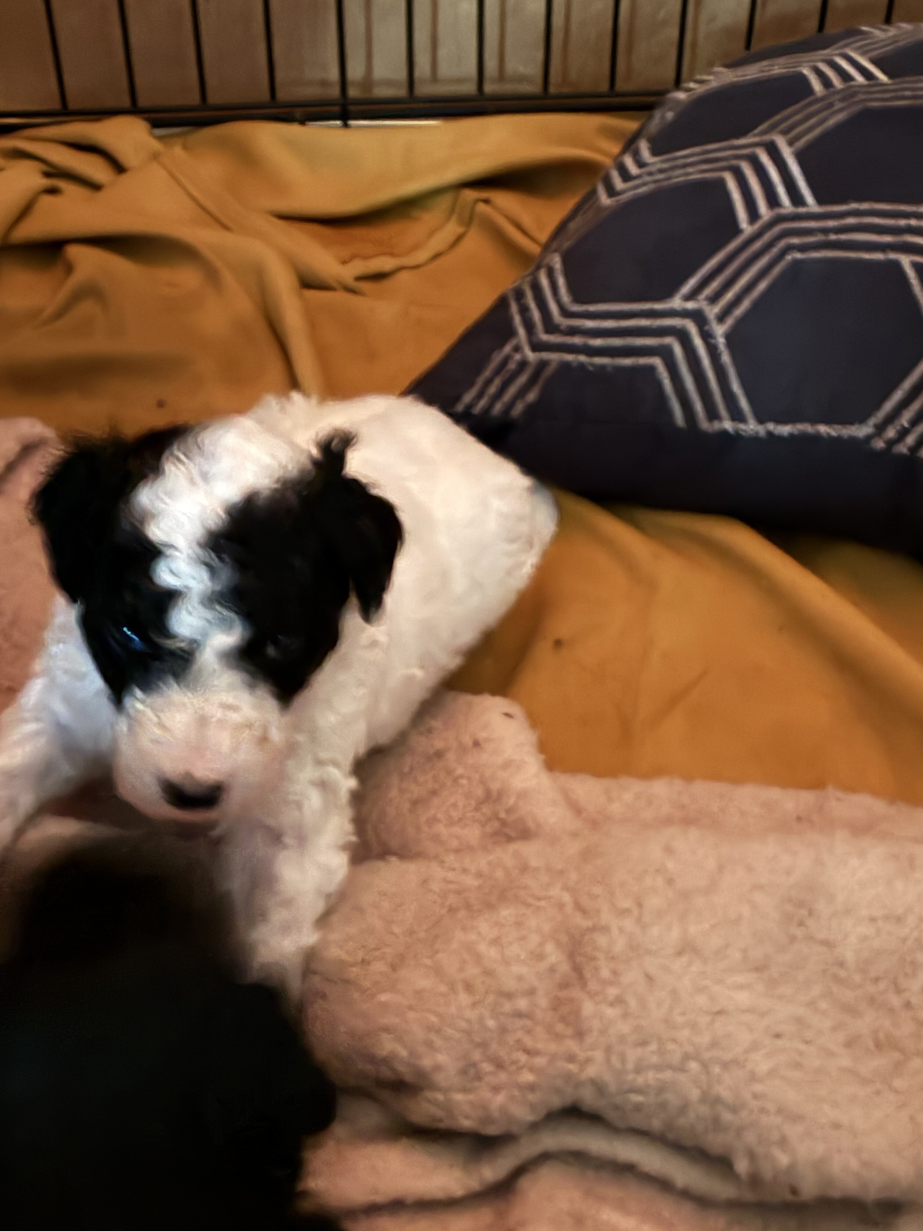 Poodle Pups image 1