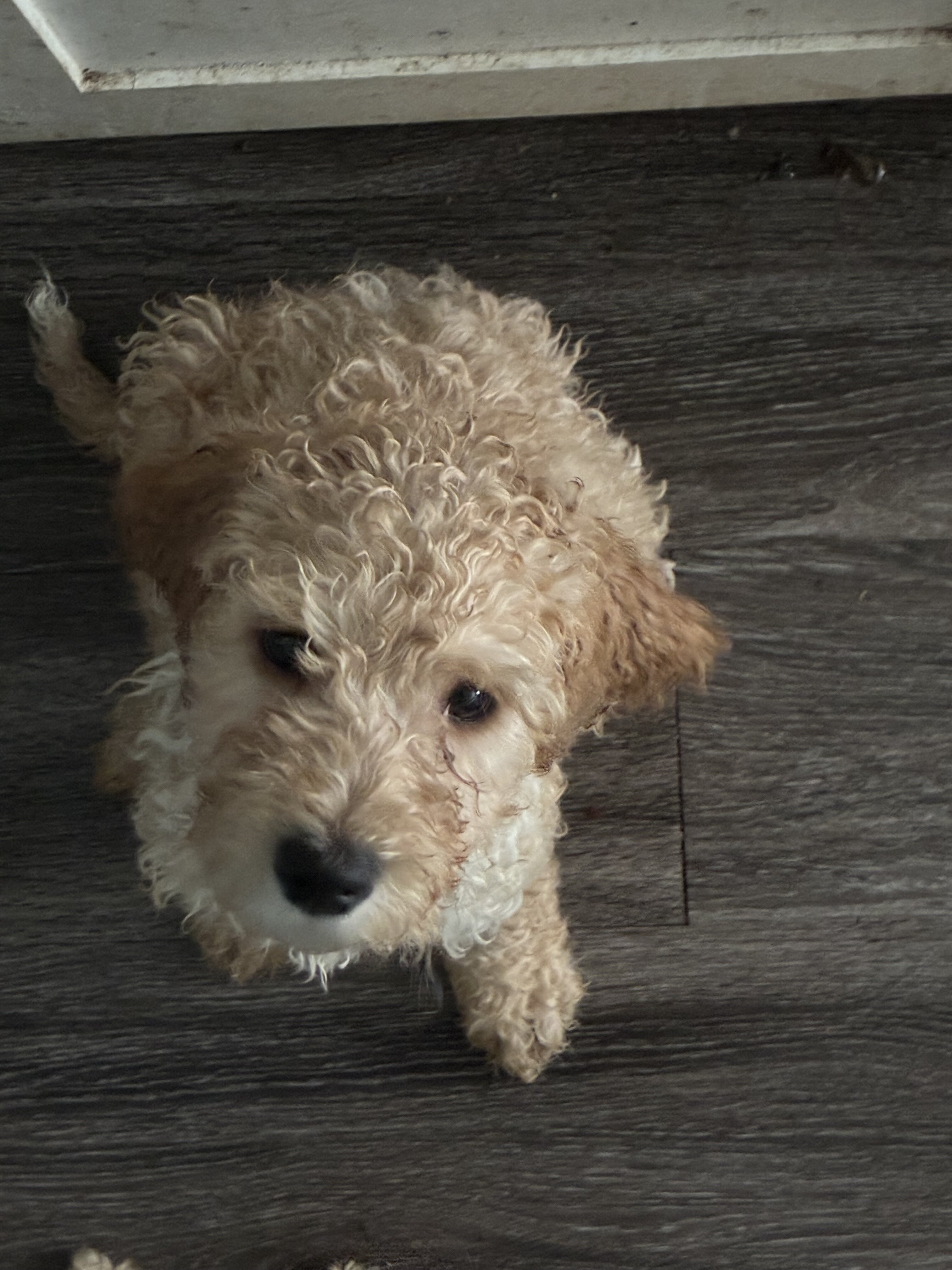 Poodle Pups image 4