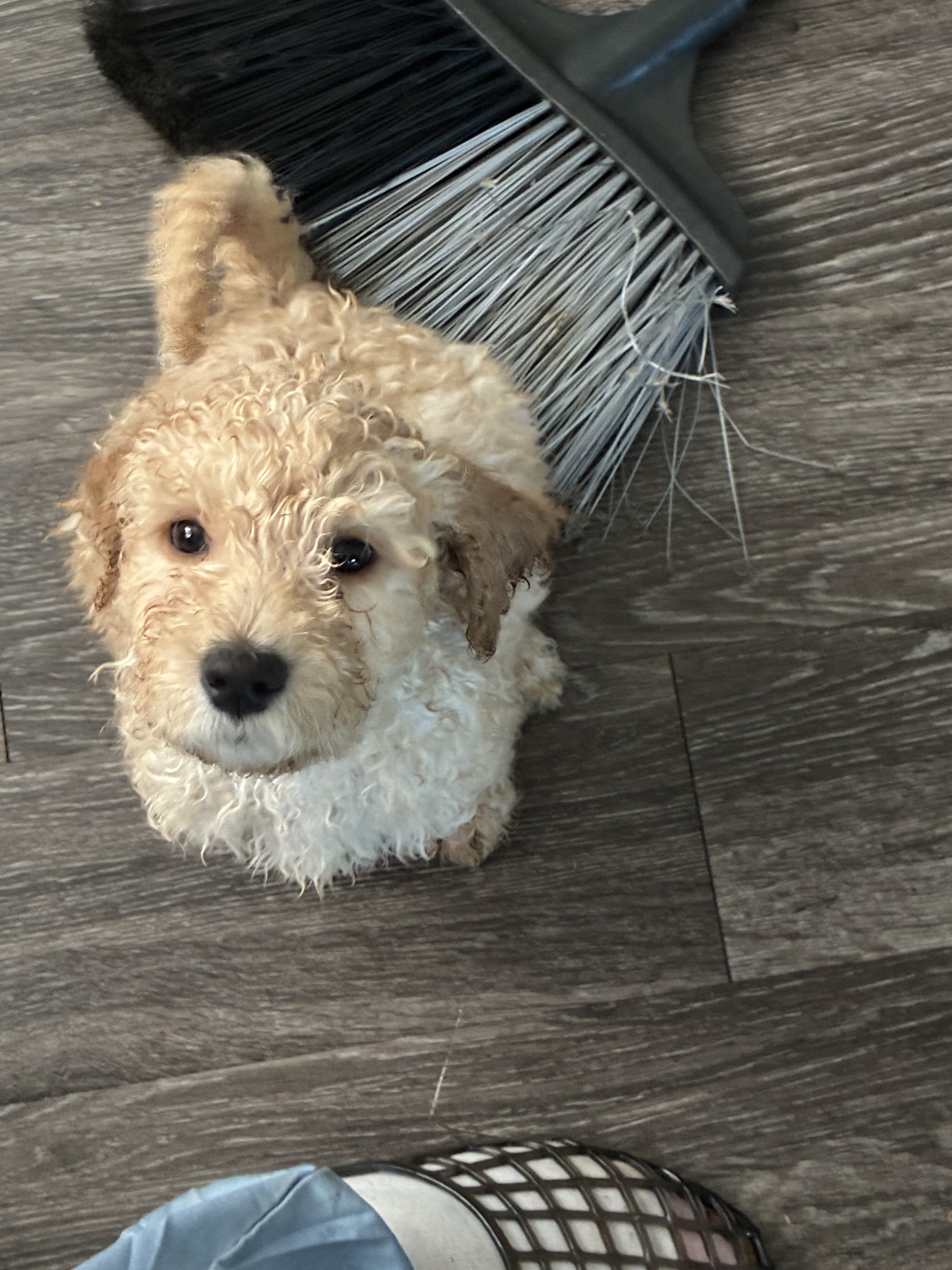 Poodle Pups image 2