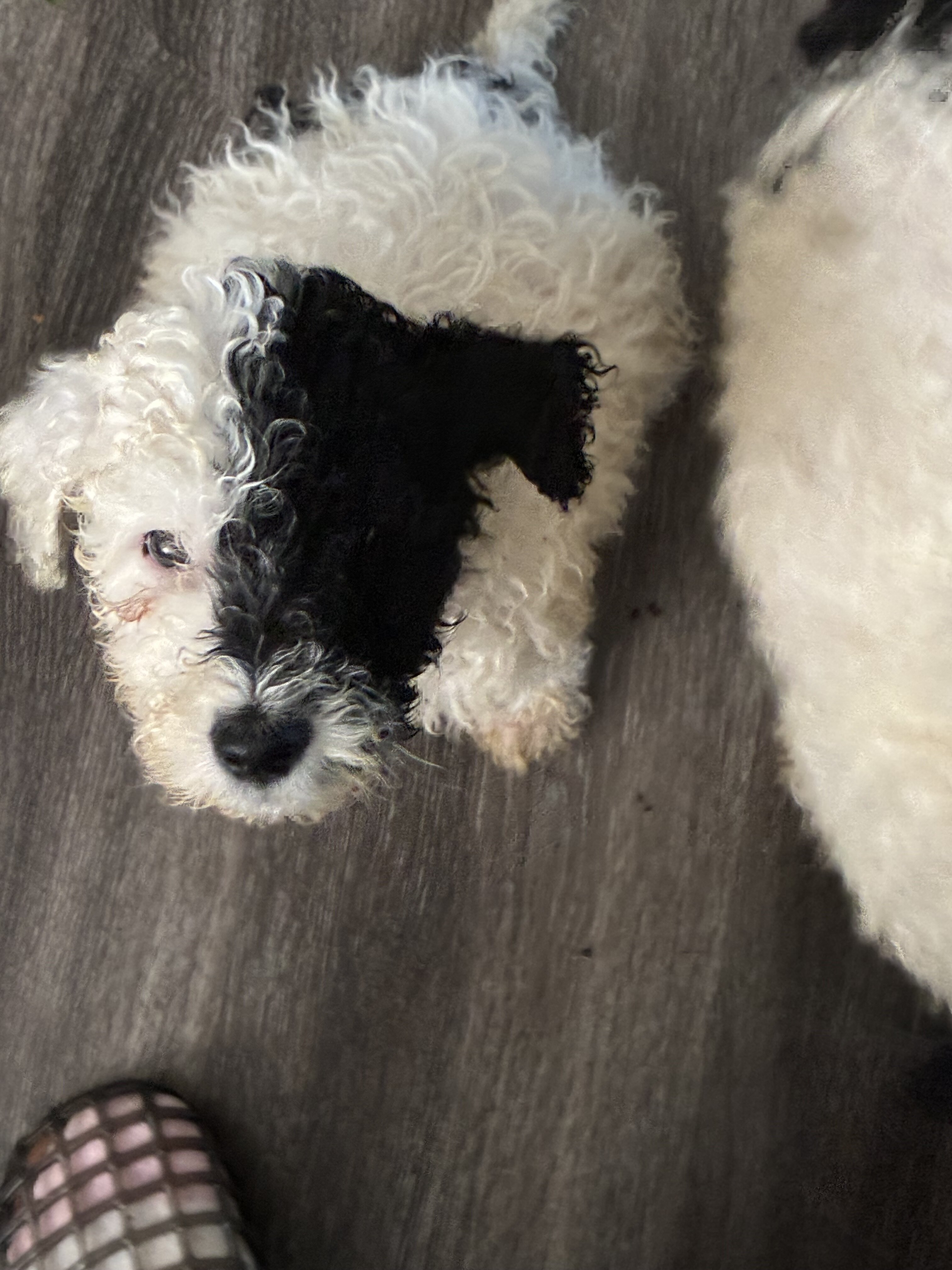 Poodle Pups image 3