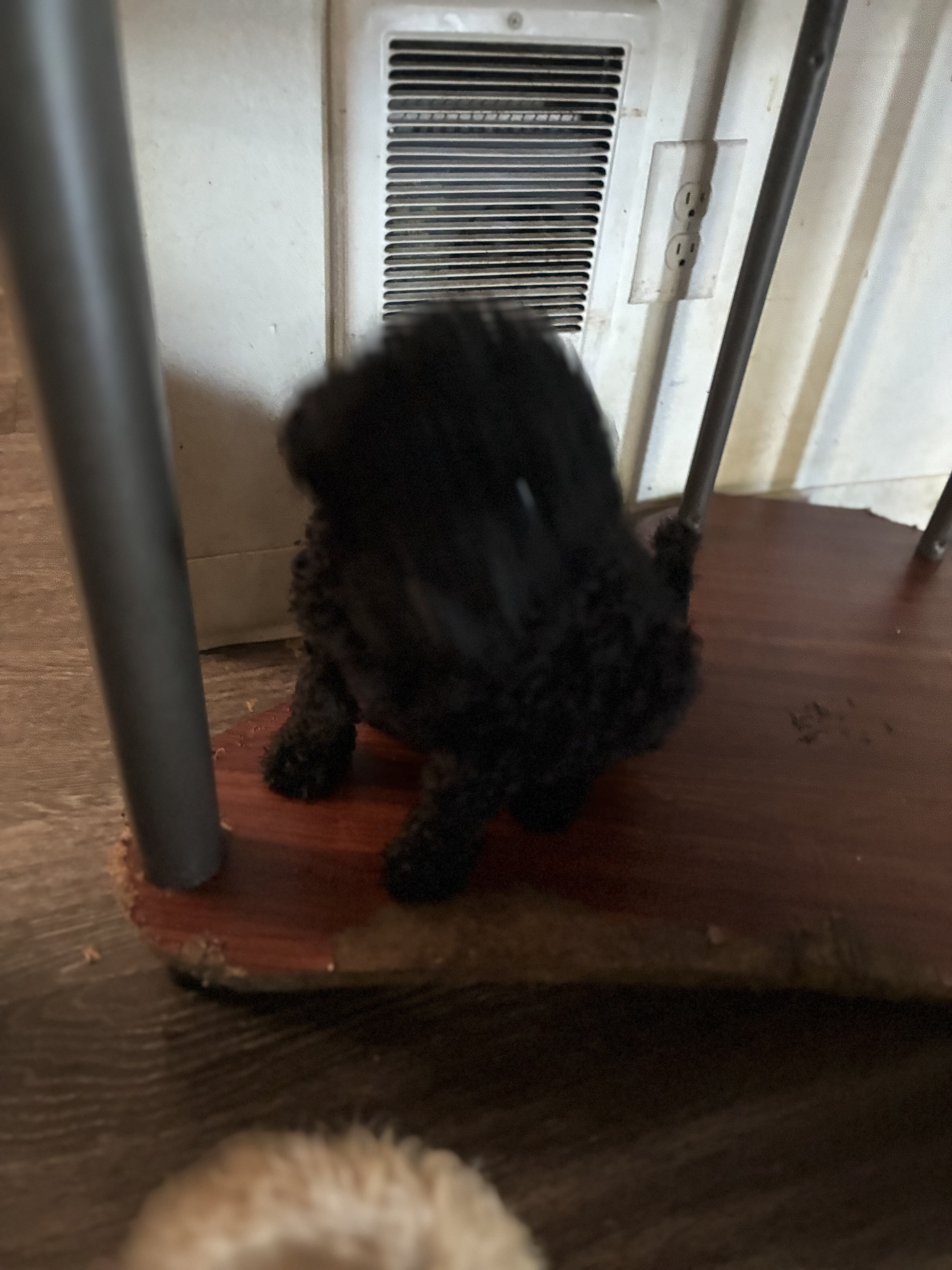 Poodle Pups image 5