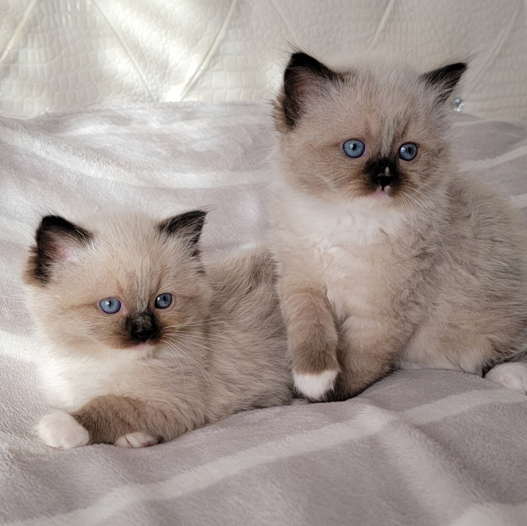 Ragdoll kitten Purebred image 2