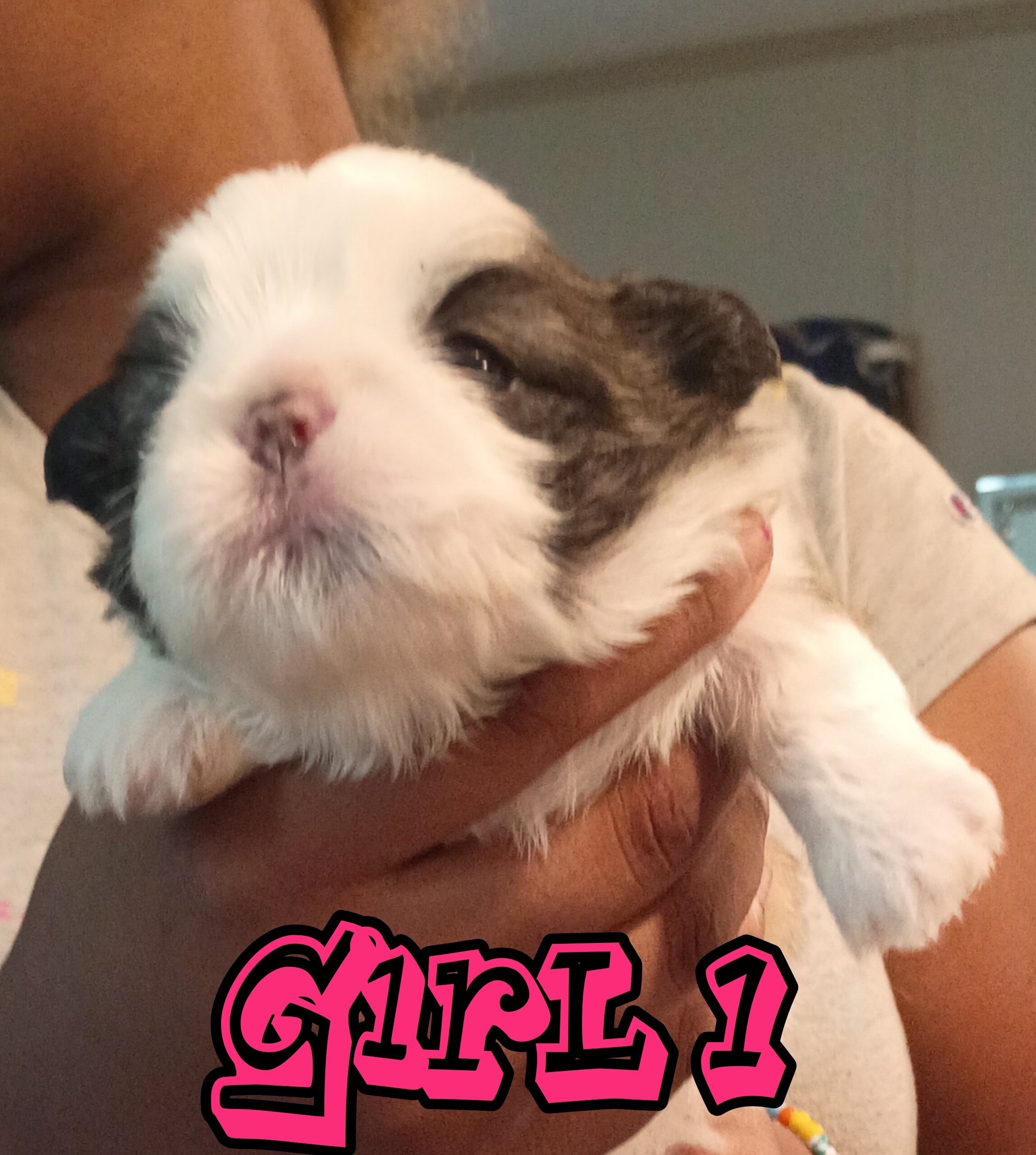Mini Shi Tzu's image 6