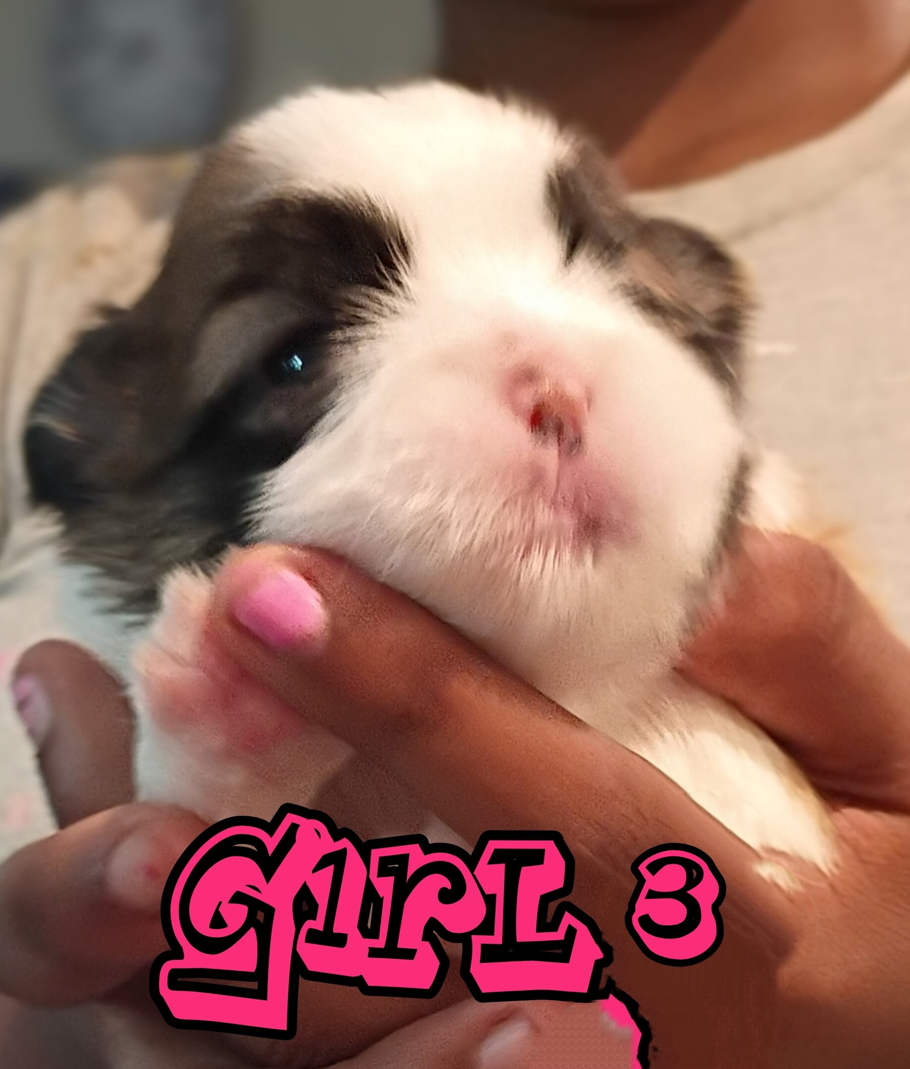 Mini Shi Tzu's image 4