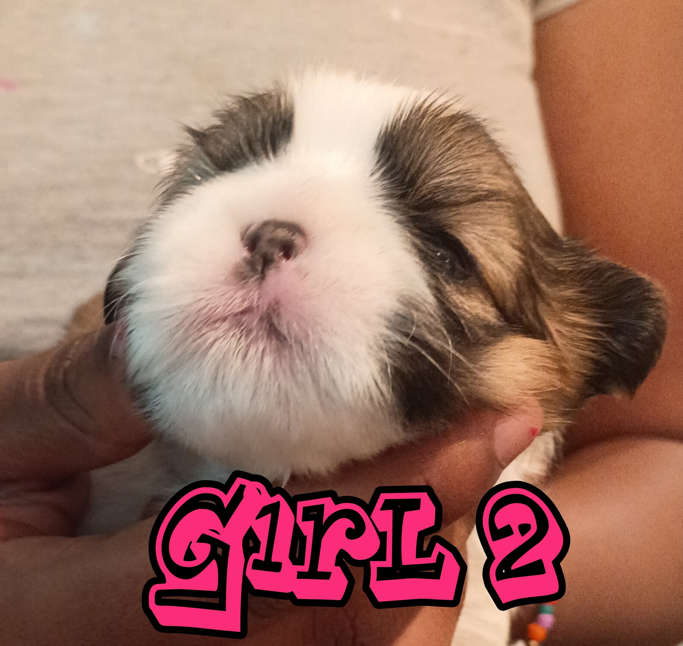 Mini Shi Tzu's image 5
