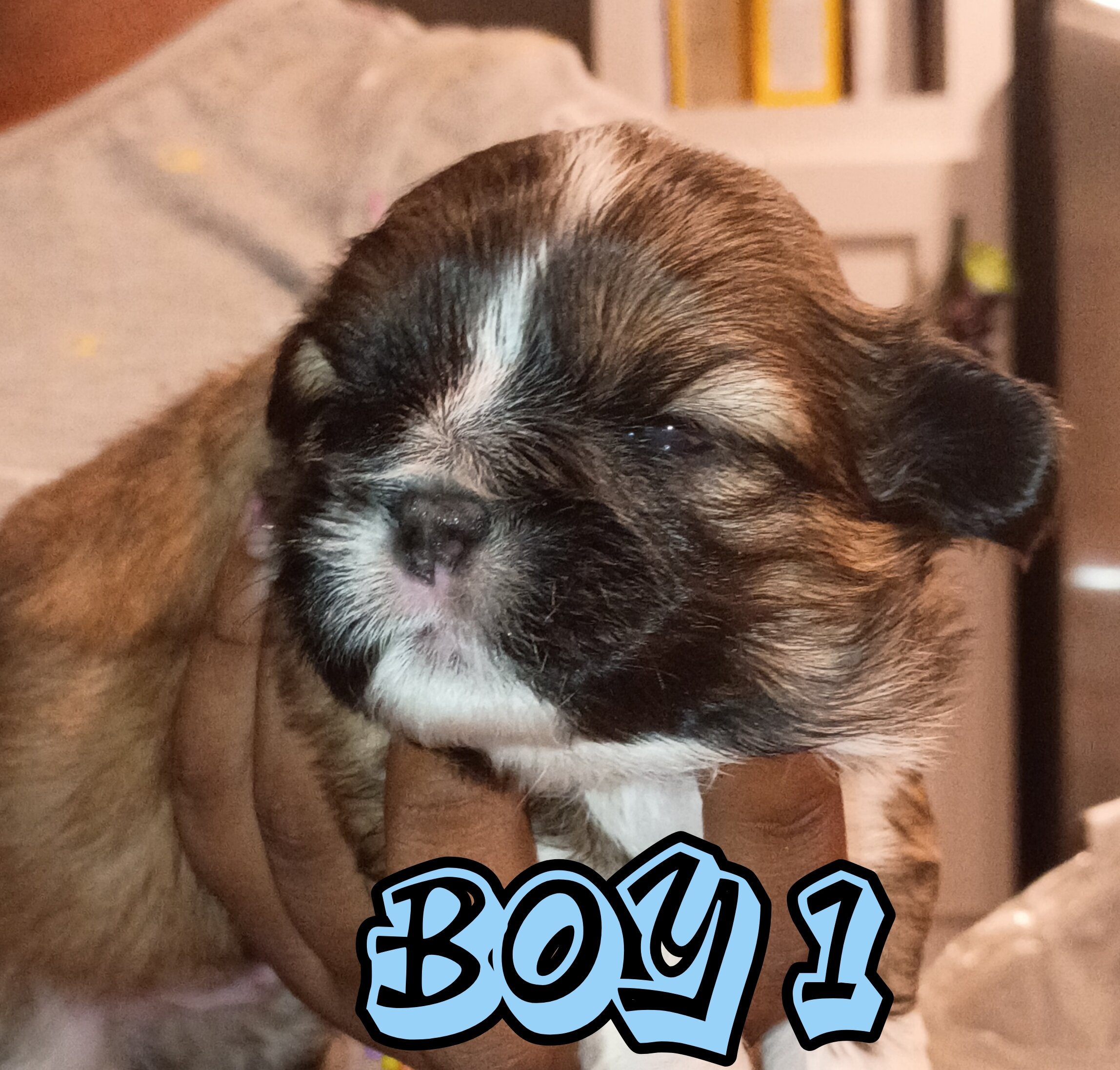 Mini Shi Tzu's image 3