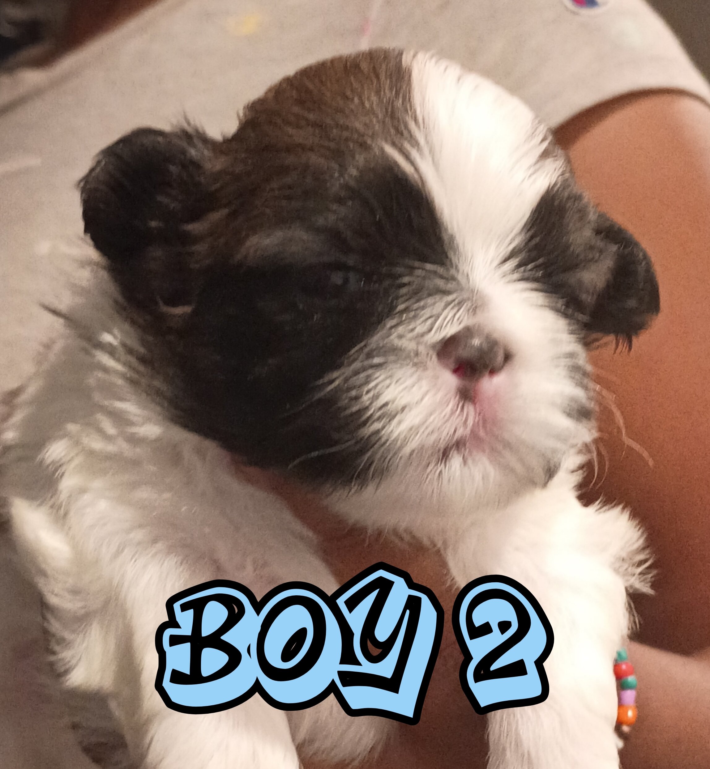 Mini Shi Tzu's image 2