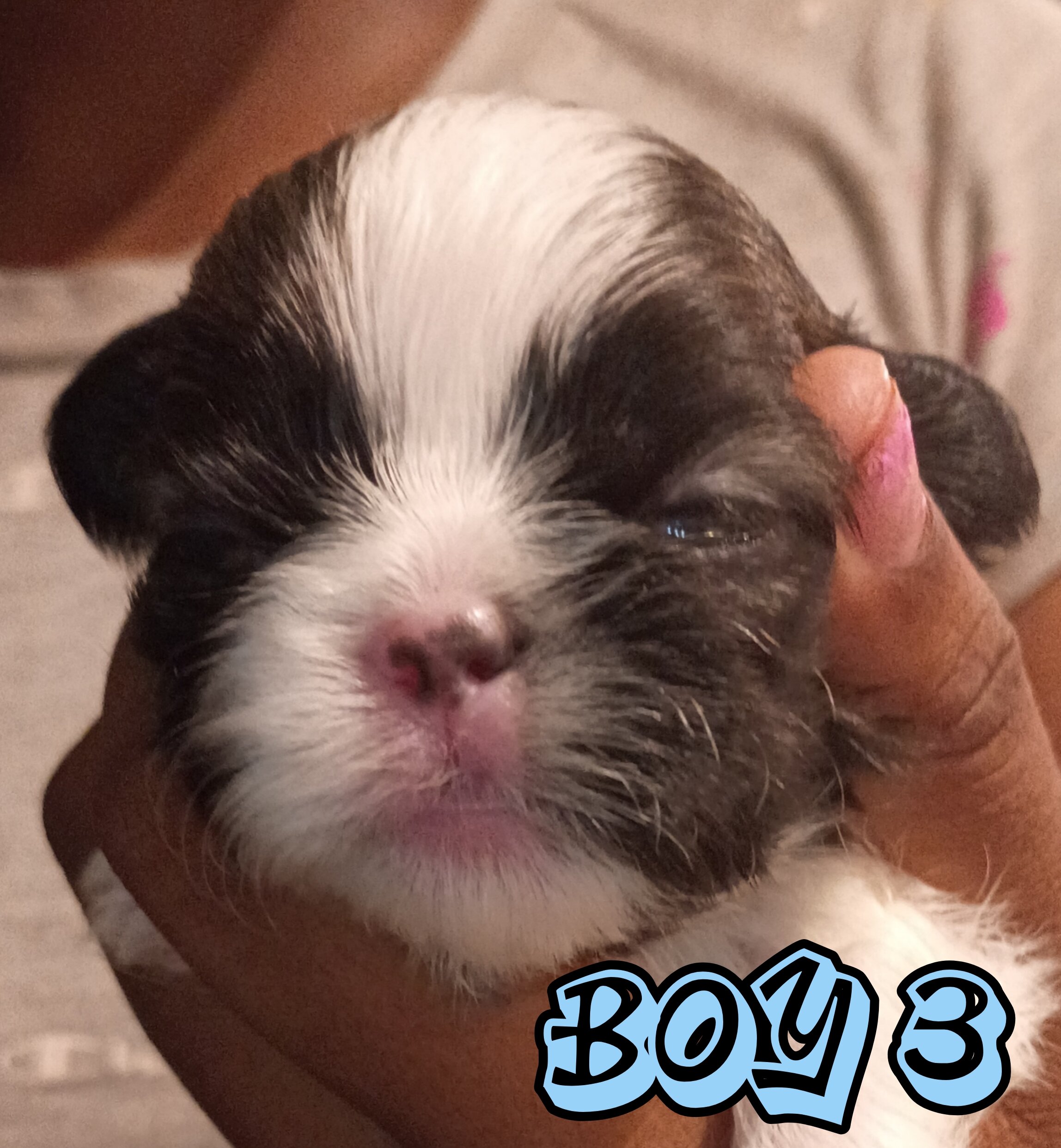 Mini Shi Tzu's image 1